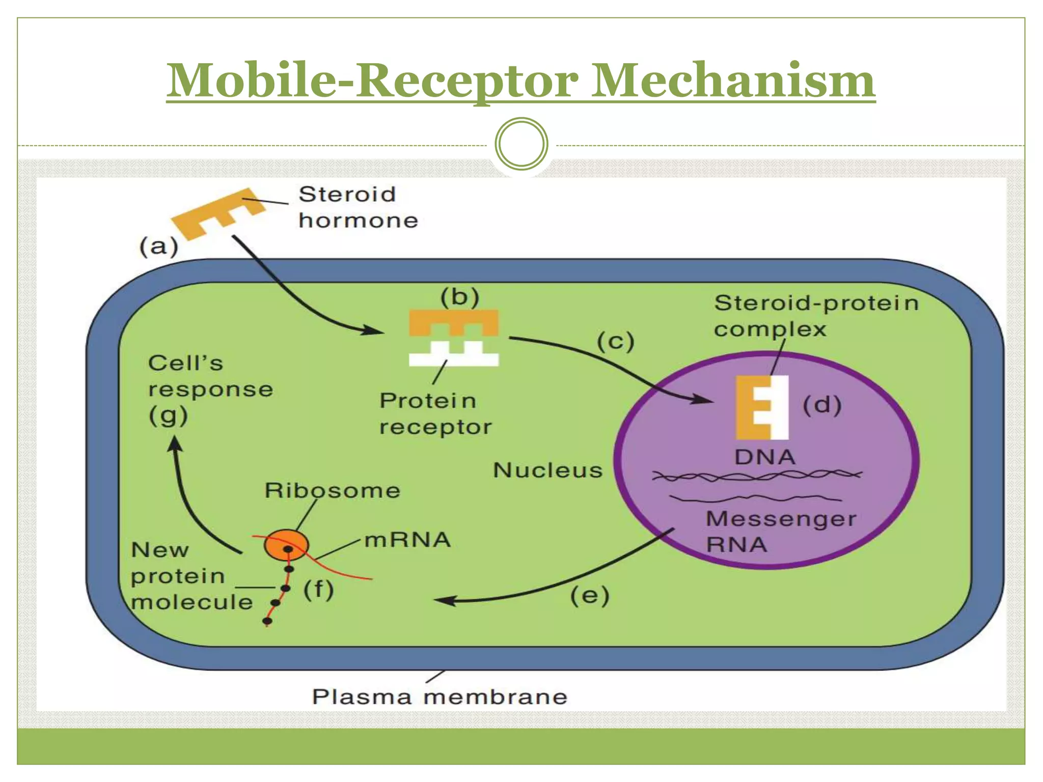 The Endocrine System and Chemical Messengers PPT