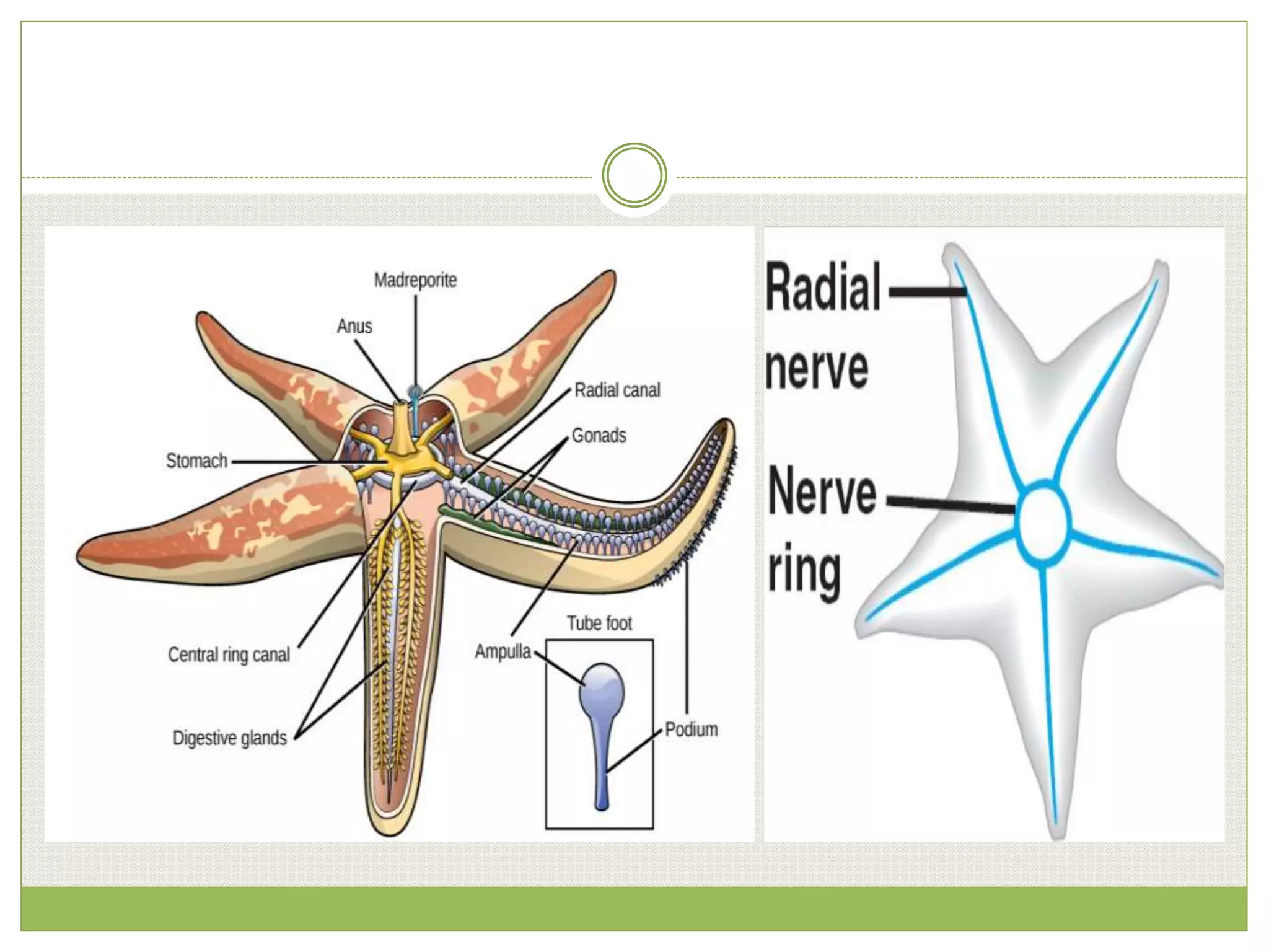 The Endocrine System and Chemical Messengers PPT