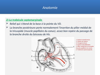 2)-La trabécule septomarginale
 Relief qui s'étend de la base à la pointe du VD.
 La branche postérieure porte normalement l'insertion du pilier médial de
la tricuspide (muscle papillaire du conus), assez bon repère du passage de
la branche droite du faisceau de His.
Anatomie
1. Septum membraneux.
2. Tendon de Todaro.
3. Triangle de Koch.
4. Septum infundibulaire.
5. Pilier médial de la tricuspide
(muscle papillaire du conus).
6. Trabécule septomarginale.
 