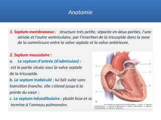 1. Septum membraneux : structure très petite, séparée en deux parties, l'une
atriale et l'autre ventriculaire, par l'insertion de la tricuspide dans la zone
de la commissure entre la valve septale et la valve antérieure.
2. Septum musculaire :
a. Le septum d'entrée (d’admission) :
est la partie située sous la valve septale
de la tricuspide.
b. Le septum trabéculé : lui fait suite sans
transition franche, elle s'étend jusqu'à la
pointe du cœur ;
c. Le septum infundibulaire : plutôt lisse et se
termine à l'anneau pulmonaire.
Anatomie
 