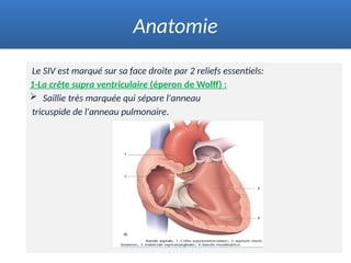 Le SIV est marqué sur sa face droite par 2 reliefs essentiels:
1-La crête supra ventriculaire (éperon de Wolff) :
 Saillie très marquée qui sépare l'anneau
tricuspide de l'anneau pulmonaire.
Anatomie
 