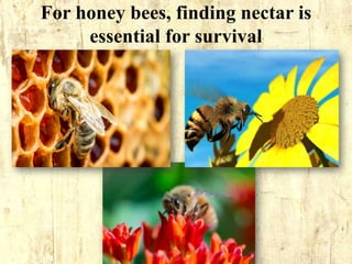 Comprehensive Insights into Honey Bee Communication and Beneficial ...