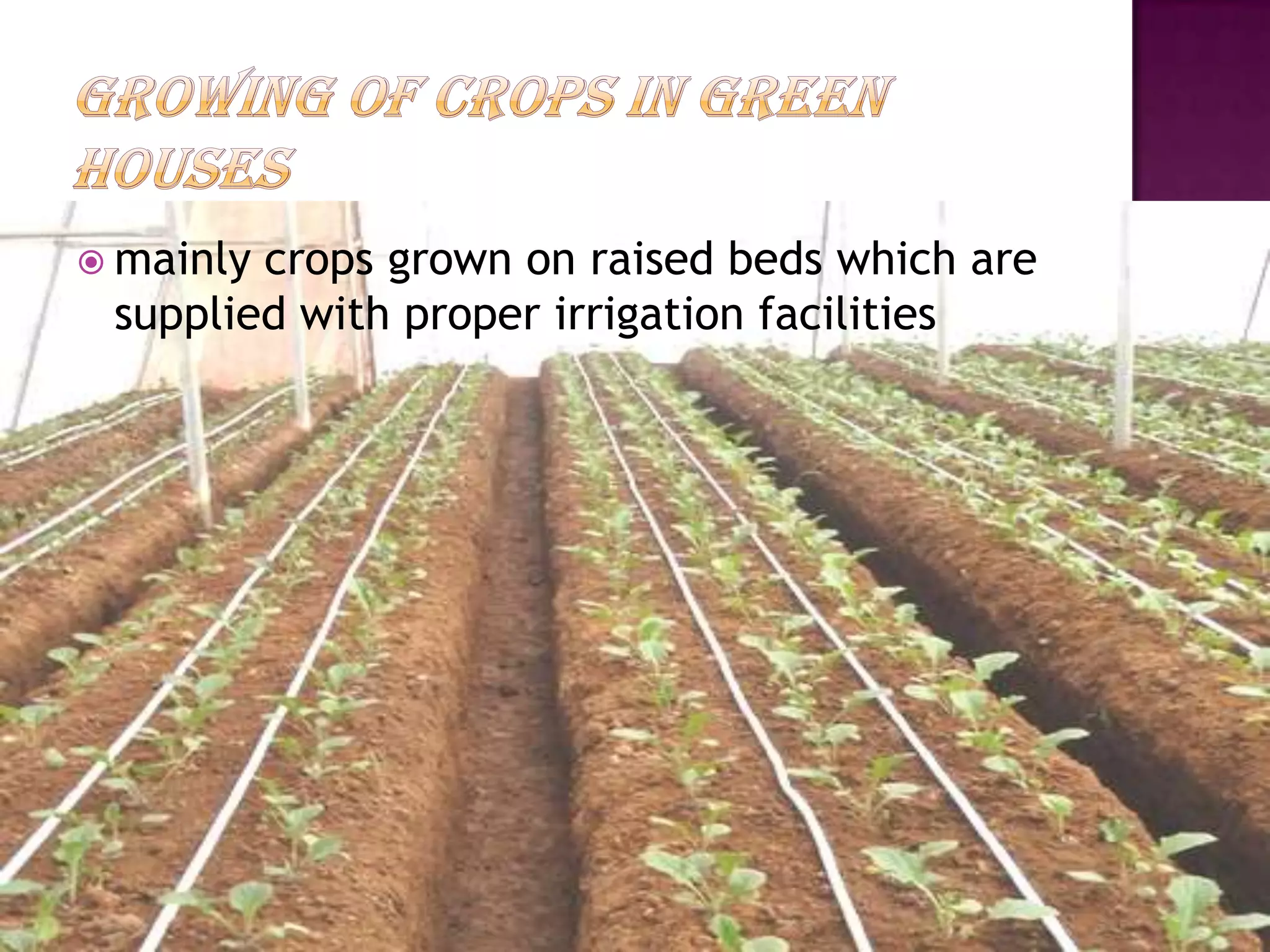  mainlycrops grown on raised beds which are
 supplied with proper irrigation facilities
 