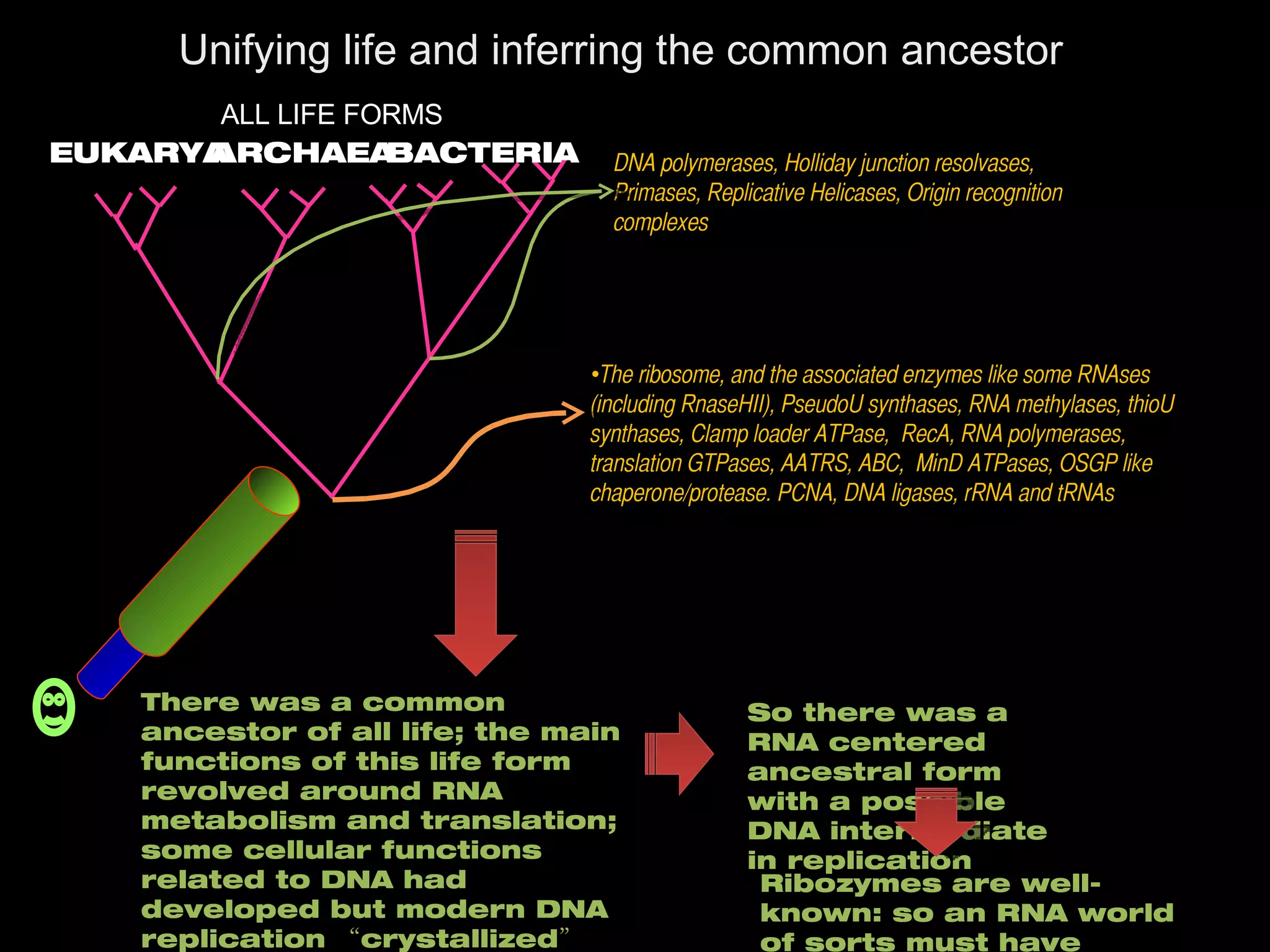 ALL LIFE FORMS BACTERIA ARCHAEA EUKARYA The ribosome, and the associated enzymes like some RNAses (including RnaseHII), PseudoU synthases, RNA methylases, thioU synthases, Clamp loader ATPase,  RecA, RNA polymerases, translation GTPases, AATRS, ABC,  MinD ATPases, OSGP like chaperone/protease. PCNA, DNA ligases, rRNA and tRNAs DNA polymerases, Holliday junction resolvases, Primases, Replicative Helicases, Origin recognition complexes Ribozymes are well-known: so an RNA world of sorts must have existed There was a common ancestor of all life; the main functions of this life form revolved around RNA metabolism and translation; some cellular functions related to DNA had developed but modern DNA replication “crystallized” later So there was a RNA centered ancestral form with a possible DNA intermediate in replication   Unifying life and inferring the common ancestor 