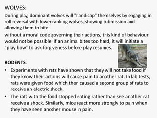 WOLVES:
During play, dominant wolves will "handicap" themselves by engaging in
roll reversal with lower ranking wolves, showing submission and
allowing them to bite.
without a moral code governing their actions, this kind of behaviour
would not be possible. If an animal bites too hard, it will initiate a
"play bow" to ask forgiveness before play resumes.

RODENTS:
• Experiments with rats have shown that they will not take food if
  they know their actions will cause pain to another rat. In lab tests,
  rats were given food which then caused a second group of rats to
  receive an electric shock.
• The rats with the food stopped eating rather than see another rat
  receive a shock. Similarly, mice react more strongly to pain when
  they have seen another mouse in pain.
 