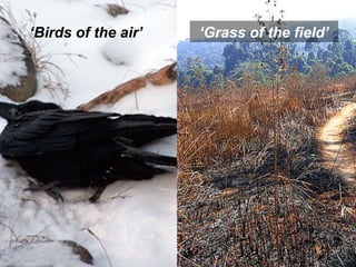 ‘Birds of the air’ ‘Grass of the field’
 