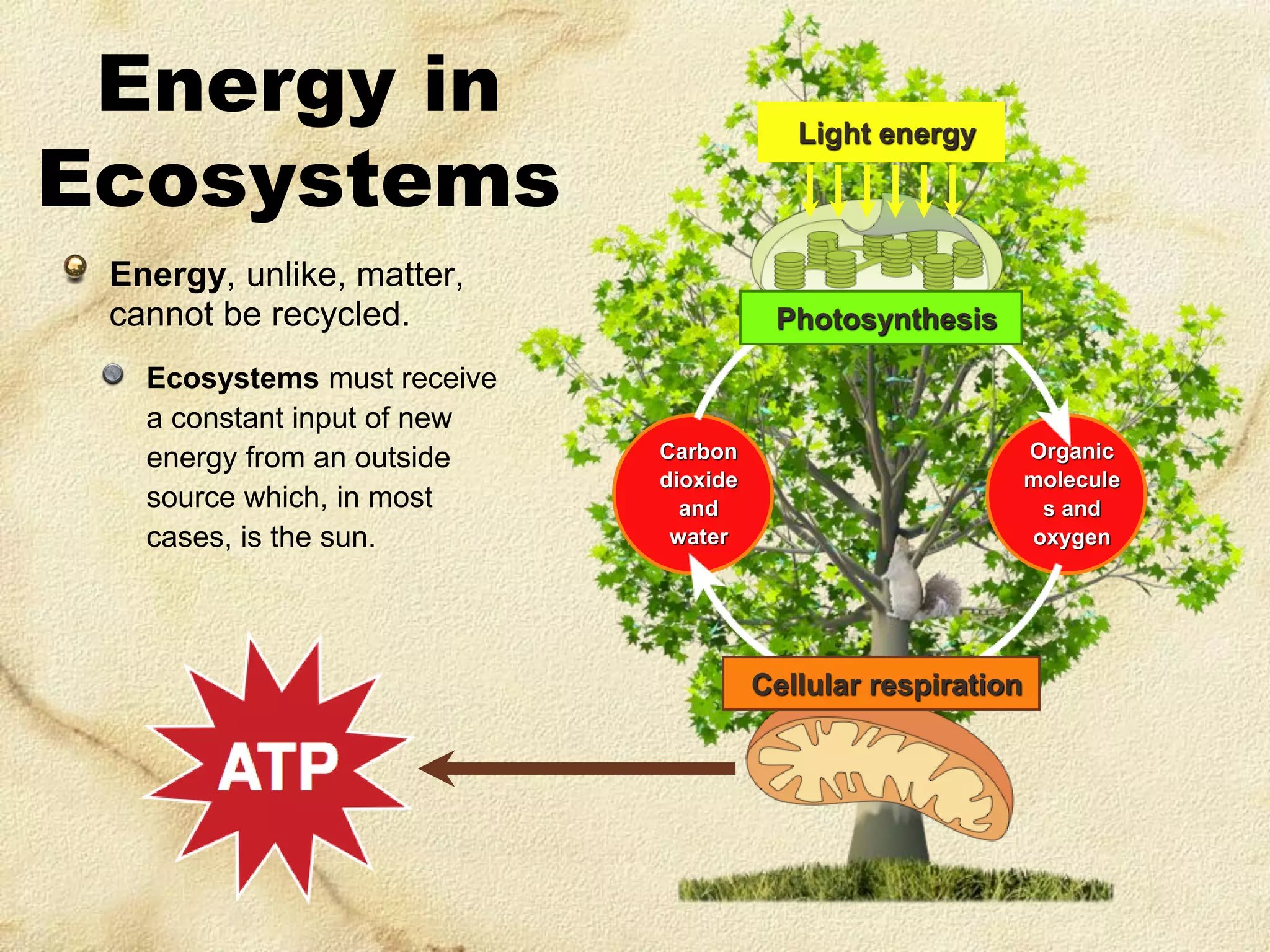 Energy in
Ecosystems

Light energy

Energy, unlike, matter,
cannot be recycled.
Ecosystems must receive
a constant input of new
energy from an outside
source which, in most
cases, is the sun.

Photosynthesis

Organic
molecule
s and
oxygen

Carbon
dioxide
and
water

Cellular respiration

 