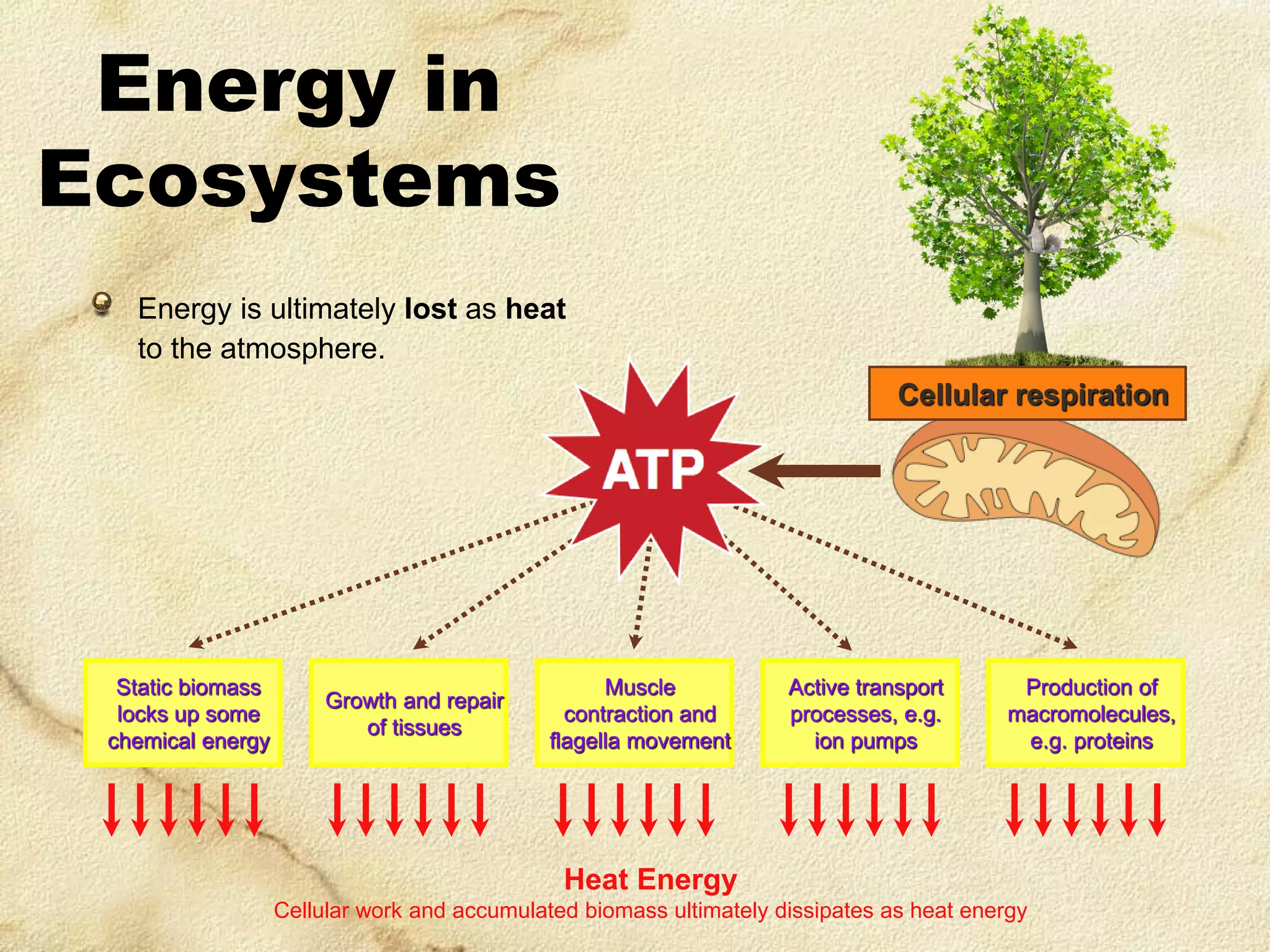 Energy in
Ecosystems
Energy is ultimately lost as heat
to the atmosphere.
Cellular respiration

Static biomass
locks up some
chemical energy

Growth and repair
of tissues

Muscle
contraction and
flagella movement

Active transport
processes, e.g.
ion pumps

Production of
macromolecules,
e.g. proteins

Heat Energy
Cellular work and accumulated biomass ultimately dissipates as heat energy

 