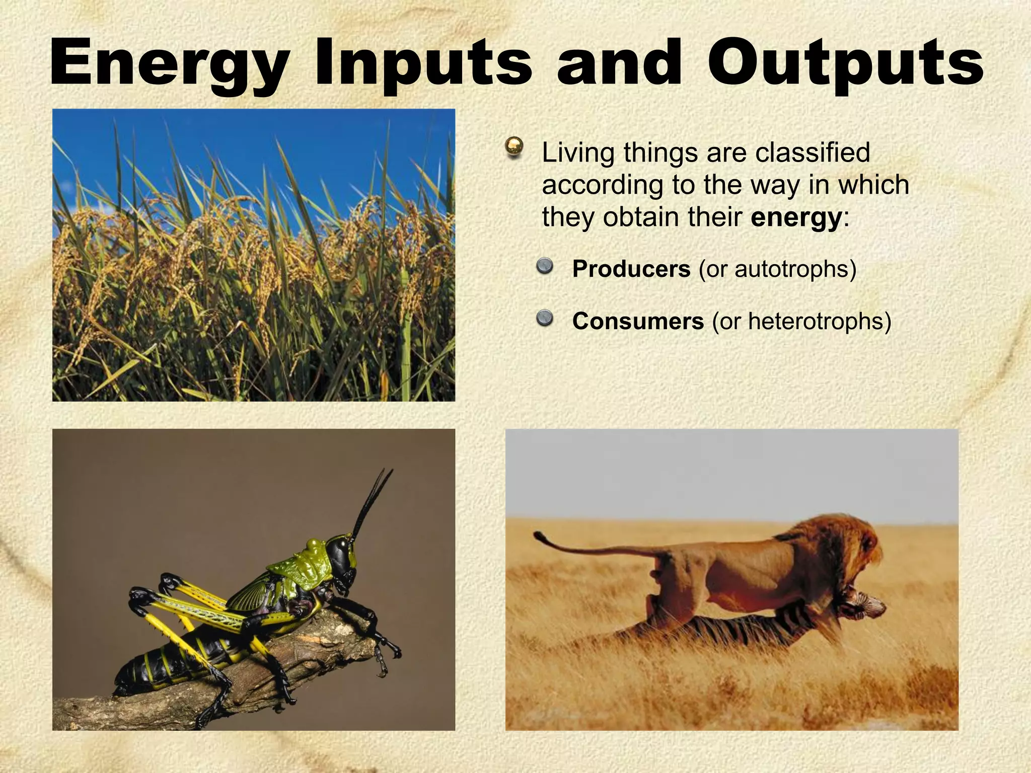 Energy Inputs and Outputs
Living things are classified
according to the way in which
they obtain their energy:
Producers (or autotrophs)
Consumers (or heterotrophs)

 