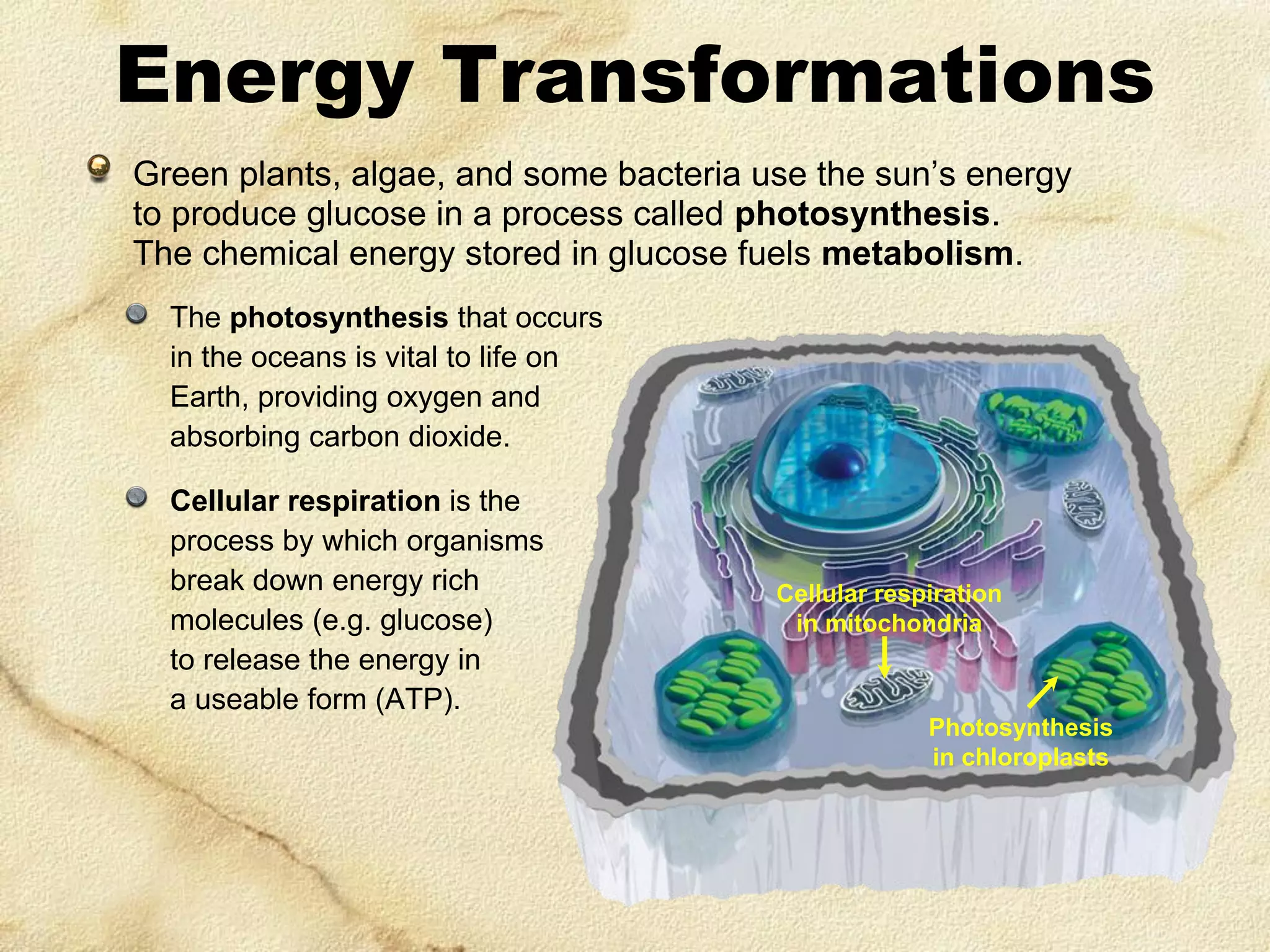 Energy Transformations
Green plants, algae, and some bacteria use the sun’s energy
to produce glucose in a process called photosynthesis.
The chemical energy stored in glucose fuels metabolism.
The photosynthesis that occurs
in the oceans is vital to life on
Earth, providing oxygen and
absorbing carbon dioxide.
Cellular respiration is the
process by which organisms
break down energy rich
molecules (e.g. glucose)
to release the energy in
a useable form (ATP).

Cellular respiration
in mitochondria

Photosynthesis
in chloroplasts

 