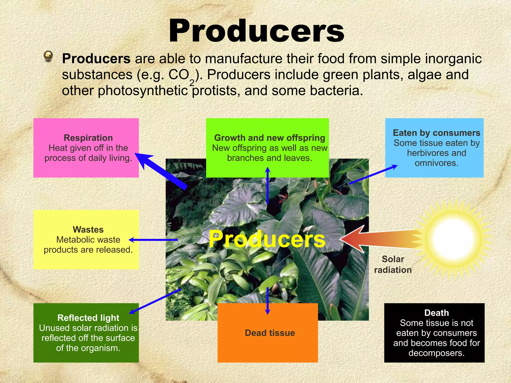 Producers
Producers are able to manufacture their food from simple inorganic
substances (e.g. CO2). Producers include green plants, algae and
other photosynthetic protists, and some bacteria.

Respiration
Heat given off in the
process of daily living.

Growth and new offspring
New offspring as well as new
branches and leaves.

Wastes
Metabolic waste
products are released.

Eaten by consumers
Some tissue eaten by
herbivores and
omnivores.

Producers
Solar
radiation

Reflected light
Unused solar radiation is
reflected off the surface
of the organism.

Dead tissue

Death
Some tissue is not
eaten by consumers
and becomes food for
decomposers.

 
