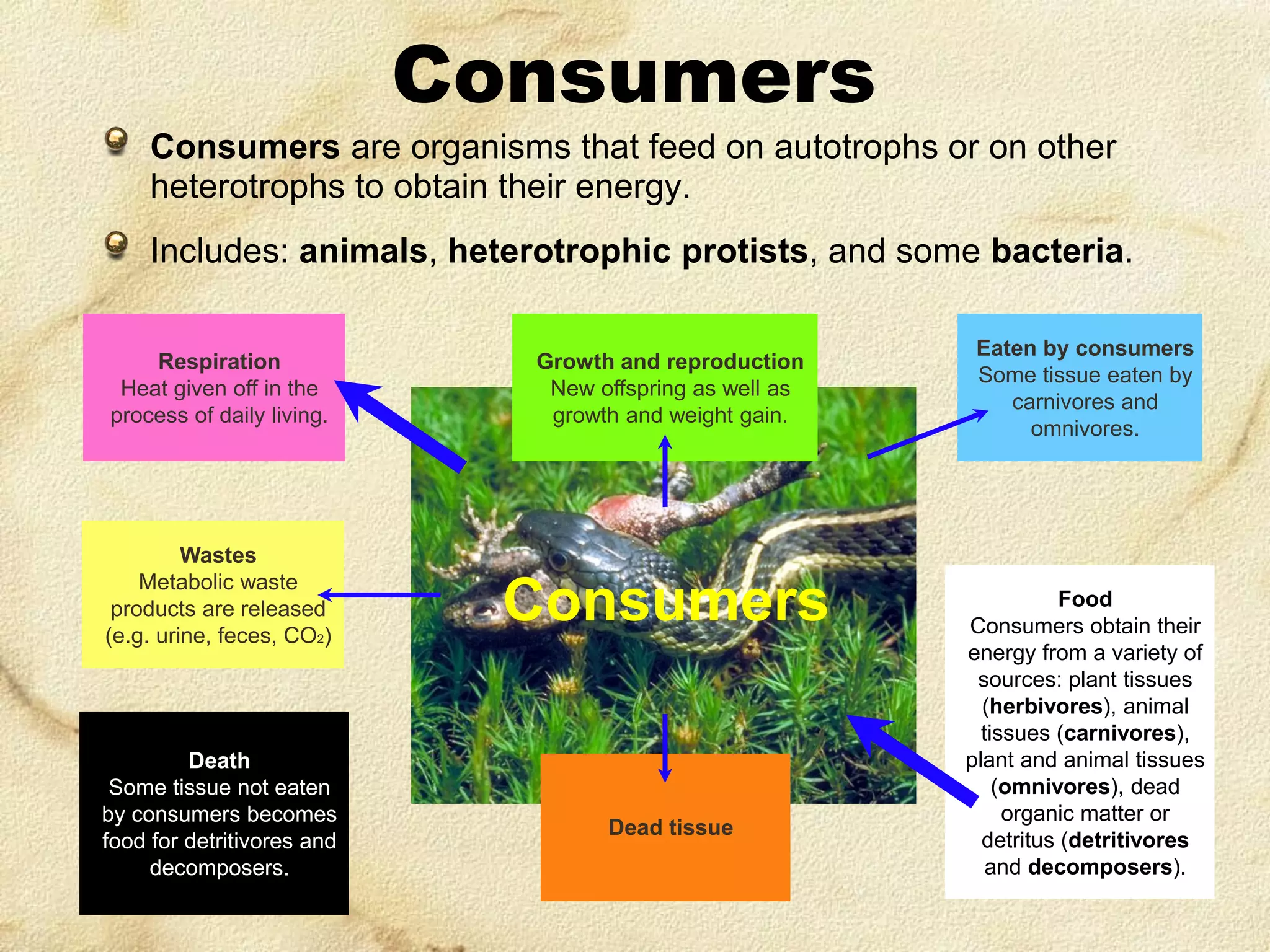 Consumers
Consumers are organisms that feed on autotrophs or on other
heterotrophs to obtain their energy.
Includes: animals, heterotrophic protists, and some bacteria.
Respiration
Heat given off in the
process of daily living.

Growth and reproduction
New offspring as well as
growth and weight gain.

Wastes
Metabolic waste
products are released
(e.g. urine, feces, CO2)

Consumers

Death
Some tissue not eaten
by consumers becomes
food for detritivores and
decomposers.

Dead tissue

Eaten by consumers
Some tissue eaten by
carnivores and
omnivores.

Food
Consumers obtain their
energy from a variety of
sources: plant tissues
(herbivores), animal
tissues (carnivores),
plant and animal tissues
(omnivores), dead
organic matter or
detritus (detritivores
and decomposers).

 