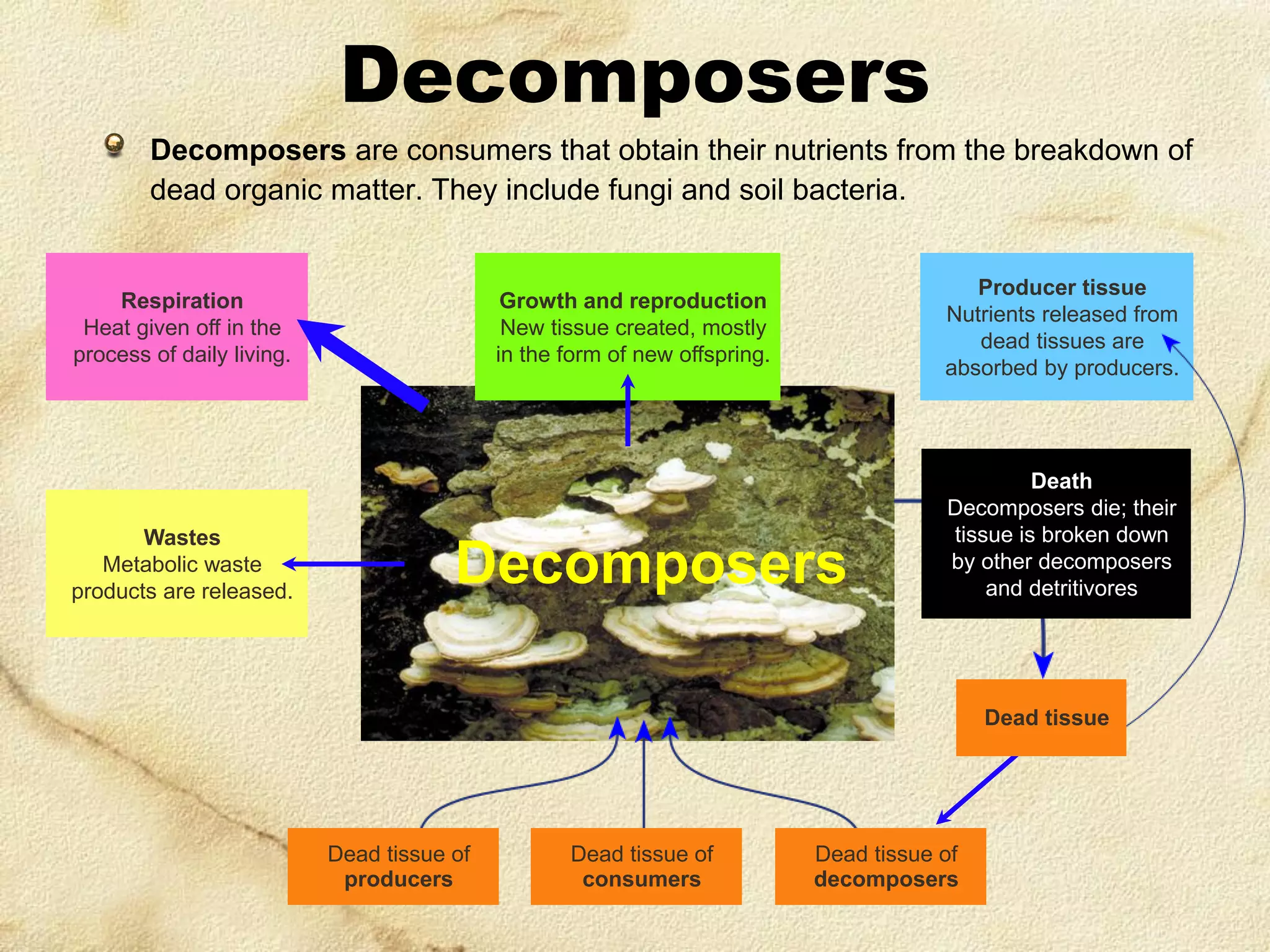 Decomposers
Decomposers are consumers that obtain their nutrients from the breakdown of
dead organic matter. They include fungi and soil bacteria.

Respiration
Heat given off in the
process of daily living.

Wastes
Metabolic waste
products are released.

Producer tissue
Nutrients released from
dead tissues are
absorbed by producers.

Growth and reproduction
New tissue created, mostly
in the form of new offspring.

Decomposers

Death
Decomposers die; their
tissue is broken down
by other decomposers
and detritivores

Dead tissue

Dead tissue of
producers

Dead tissue of
consumers

Dead tissue of
decomposers

 
