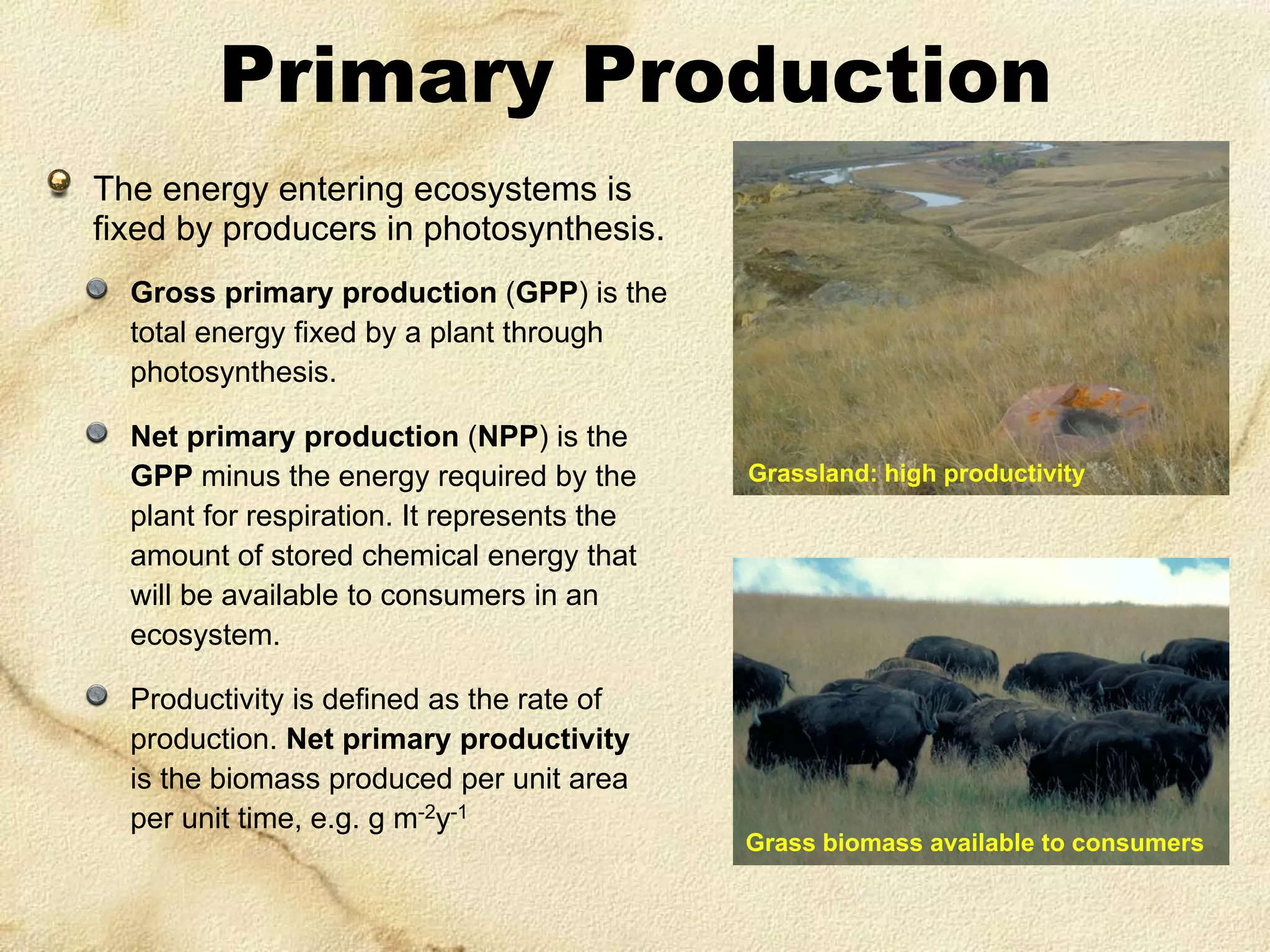 Primary Production
The energy entering ecosystems is
fixed by producers in photosynthesis.
Gross primary production (GPP) is the
total energy fixed by a plant through
photosynthesis.
Net primary production (NPP) is the
GPP minus the energy required by the
plant for respiration. It represents the
amount of stored chemical energy that
will be available to consumers in an
ecosystem.
Productivity is defined as the rate of
production. Net primary productivity
is the biomass produced per unit area
per unit time, e.g. g m-2y-1

Grassland: high productivity

Grass biomass available to consumers

 