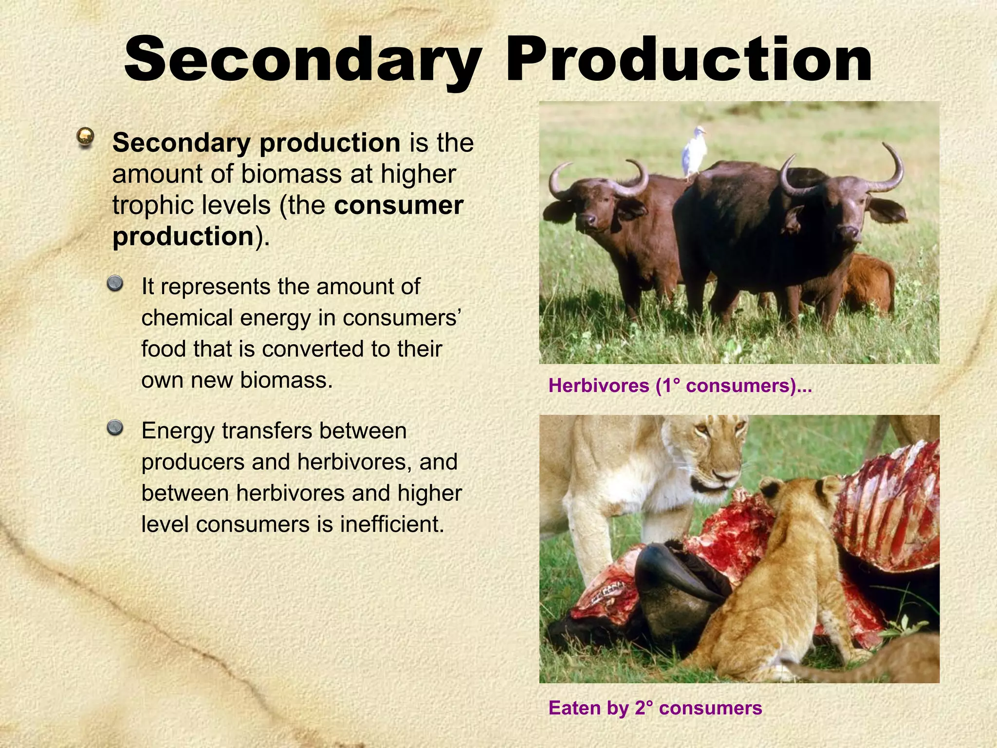 Secondary Production
Secondary production is the
amount of biomass at higher
trophic levels (the consumer
production).
It represents the amount of
chemical energy in consumers’
food that is converted to their
own new biomass.

Herbivores (1° consumers)...

Energy transfers between
producers and herbivores, and
between herbivores and higher
level consumers is inefficient.

Eaten by 2° consumers

 
