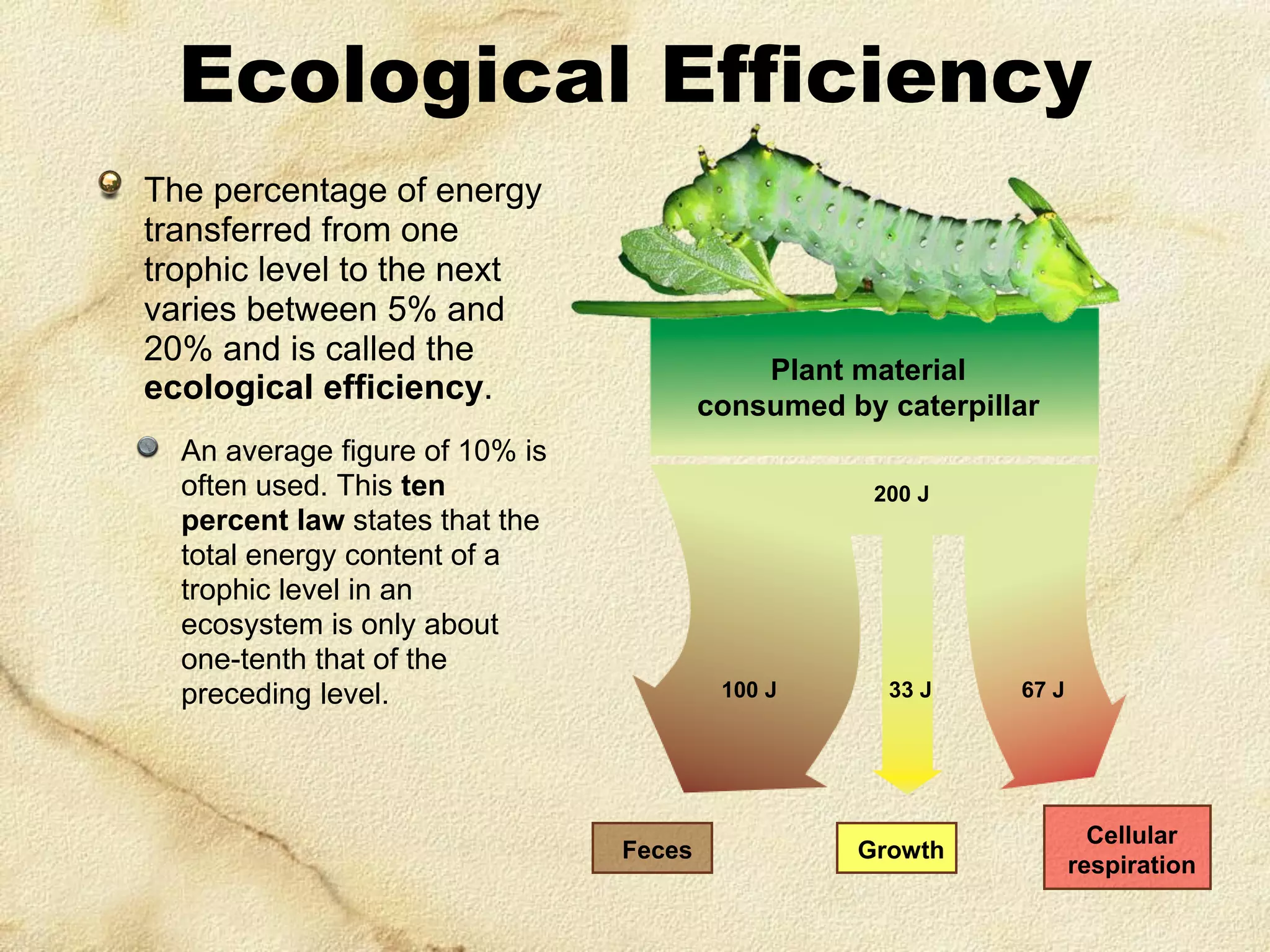 Ecological Efficiency
The percentage of energy
transferred from one
trophic level to the next
varies between 5% and
20% and is called the
ecological efficiency.

Plant material
consumed by caterpillar

An average figure of 10% is
often used. This ten
percent law states that the
total energy content of a
trophic level in an
ecosystem is only about
one-tenth that of the
preceding level.

200 J

100 J

Feces

33 J

Growth

67 J

Cellular
respiration

 