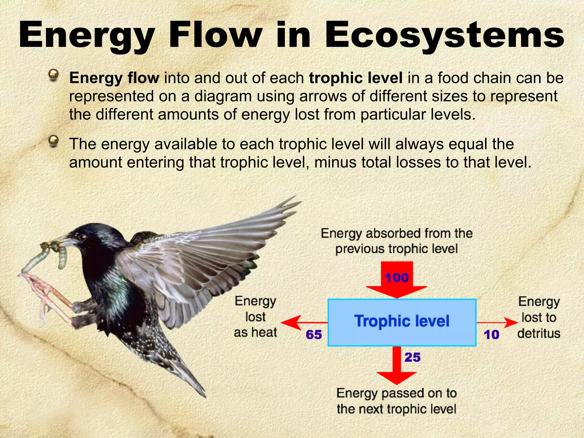 Energy Flow in Ecosystems
Energy flow into and out of each trophic level in a food chain can be
represented on a diagram using arrows of different sizes to represent
the different amounts of energy lost from particular levels.

The energy available to each trophic level will always equal the
amount entering that trophic level, minus total losses to that level.

 