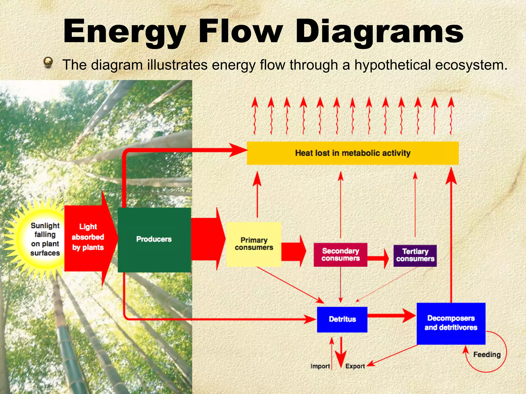 Energy Flow Diagrams
The diagram illustrates energy flow through a hypothetical ecosystem.

 