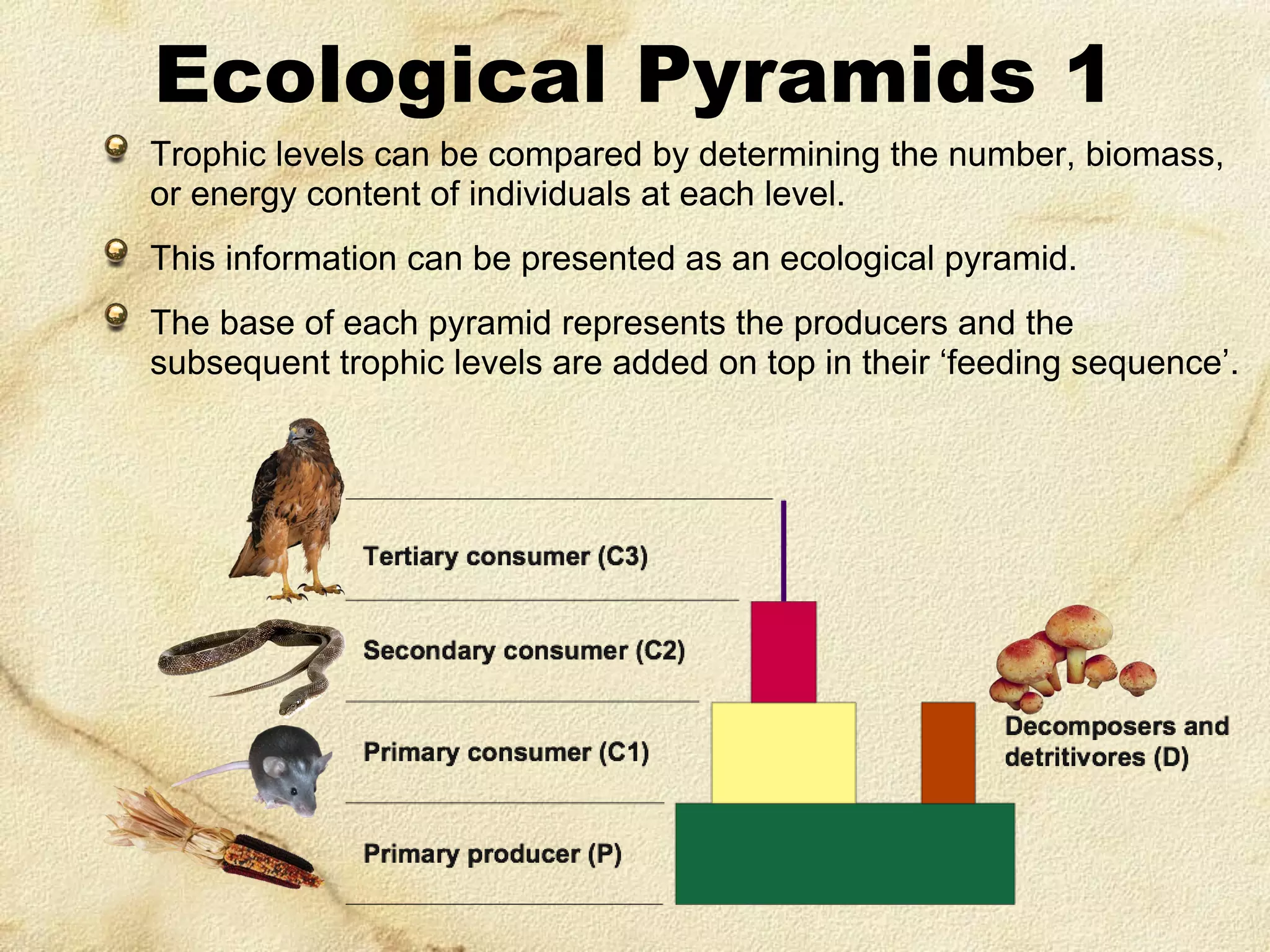 Ecological Pyramids 1
Trophic levels can be compared by determining the number, biomass,
or energy content of individuals at each level.
This information can be presented as an ecological pyramid.
The base of each pyramid represents the producers and the
subsequent trophic levels are added on top in their ‘feeding sequence’.

 