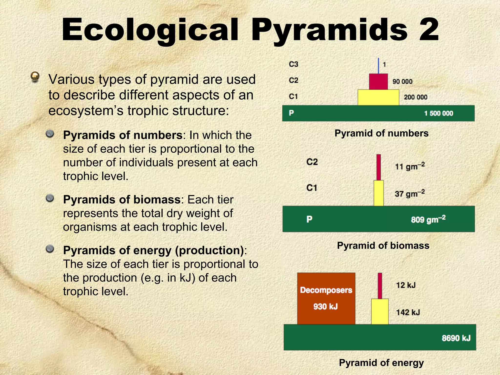 Ecological Pyramids 2
Various types of pyramid are used
to describe different aspects of an
ecosystem’s trophic structure:
Pyramids of numbers: In which the
size of each tier is proportional to the
number of individuals present at each
trophic level.

Pyramid of numbers

Pyramids of biomass: Each tier
represents the total dry weight of
organisms at each trophic level.

Pyramids of energy (production):
The size of each tier is proportional to
the production (e.g. in kJ) of each
trophic level.

Pyramid of biomass

Pyramid of energy

 