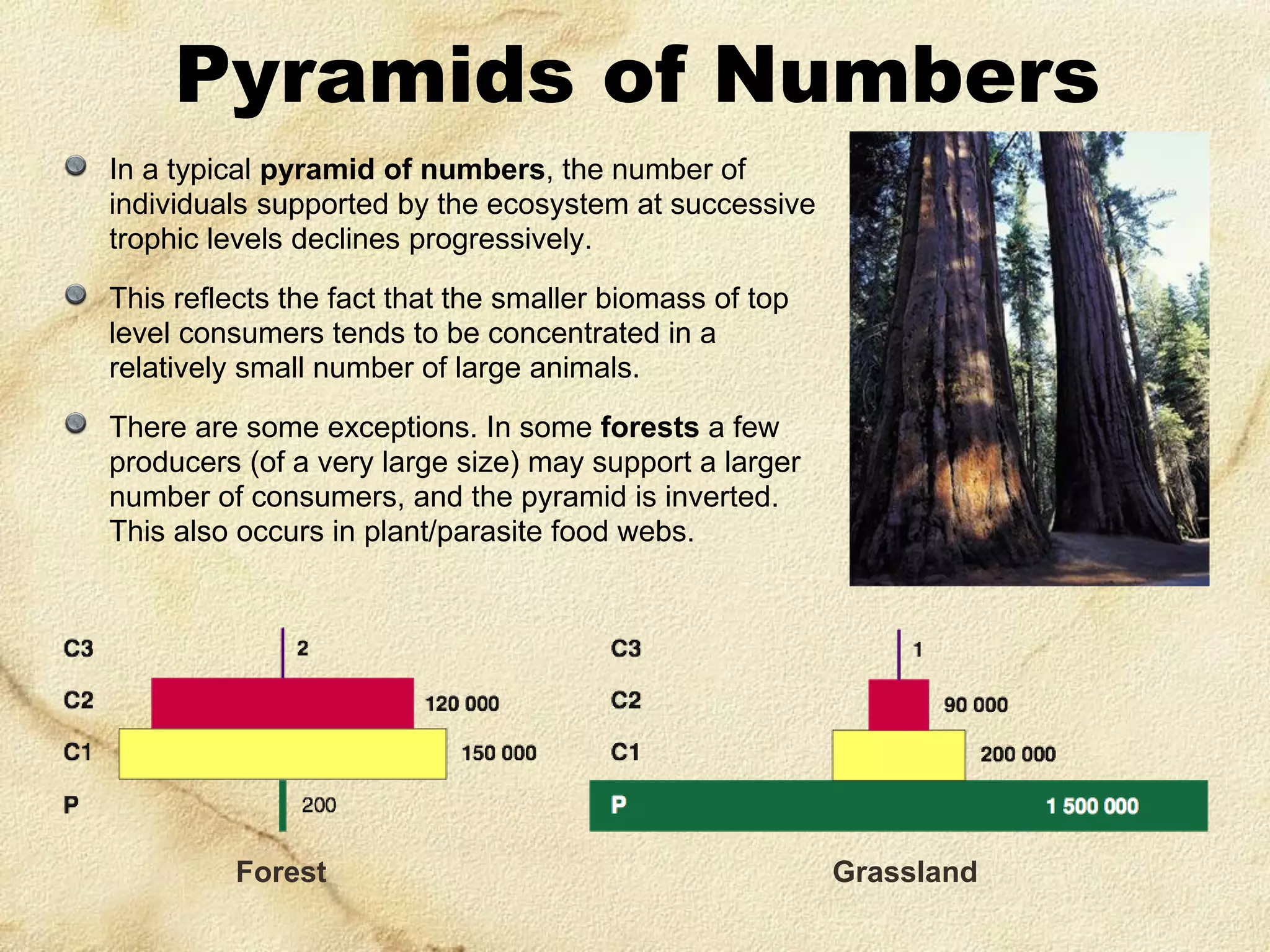 Pyramids of Numbers
In a typical pyramid of numbers, the number of
individuals supported by the ecosystem at successive
trophic levels declines progressively.
This reflects the fact that the smaller biomass of top
level consumers tends to be concentrated in a
relatively small number of large animals.

There are some exceptions. In some forests a few
producers (of a very large size) may support a larger
number of consumers, and the pyramid is inverted.
This also occurs in plant/parasite food webs.

Forest

Grassland

 