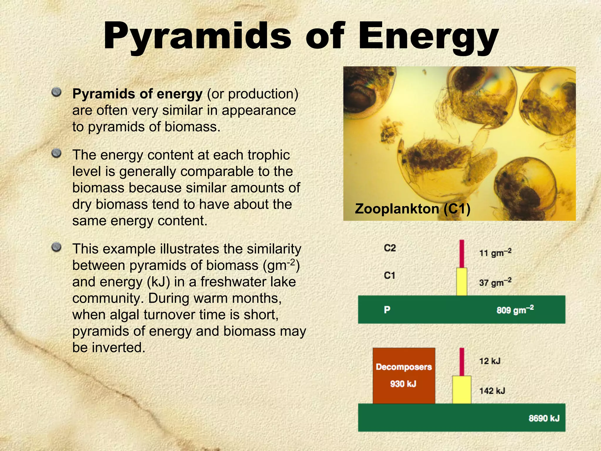 Pyramids of Energy
Pyramids of energy (or production)
are often very similar in appearance
to pyramids of biomass.
The energy content at each trophic
level is generally comparable to the
biomass because similar amounts of
dry biomass tend to have about the
same energy content.
This example illustrates the similarity
between pyramids of biomass (gm-2)
and energy (kJ) in a freshwater lake
community. During warm months,
when algal turnover time is short,
pyramids of energy and biomass may
be inverted.

Zooplankton (C1)

 