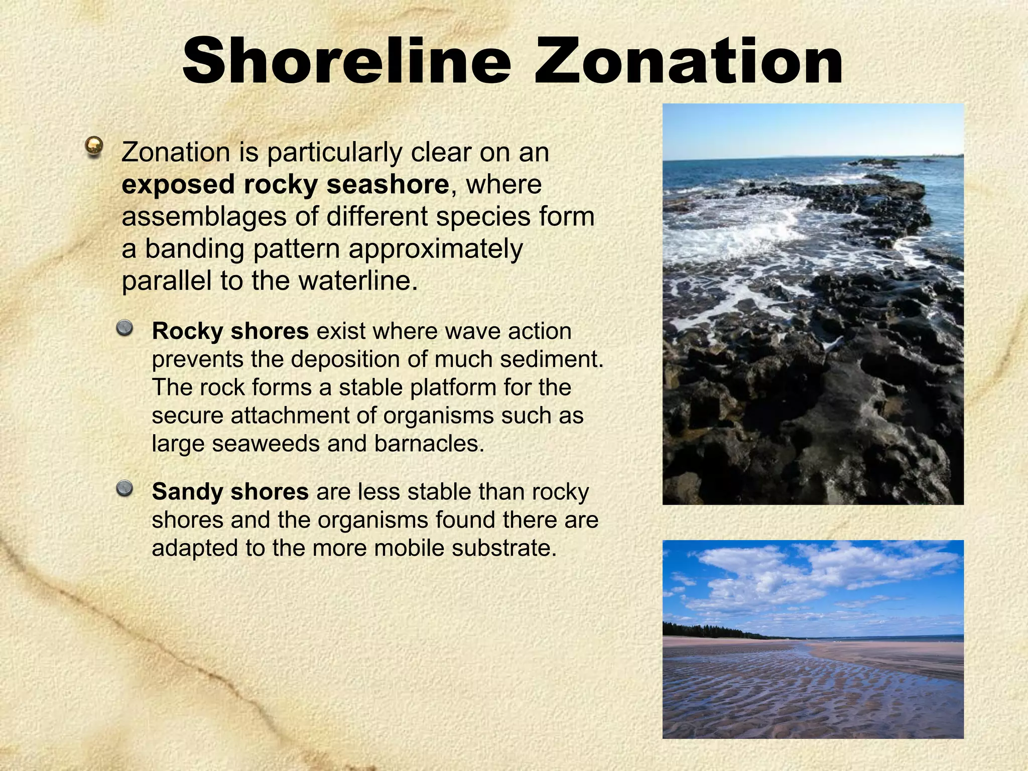 Shoreline Zonation
Zonation is particularly clear on an
exposed rocky seashore, where
assemblages of different species form
a banding pattern approximately
parallel to the waterline.
Rocky shores exist where wave action
prevents the deposition of much sediment.
The rock forms a stable platform for the
secure attachment of organisms such as
large seaweeds and barnacles.
Sandy shores are less stable than rocky
shores and the organisms found there are
adapted to the more mobile substrate.

 