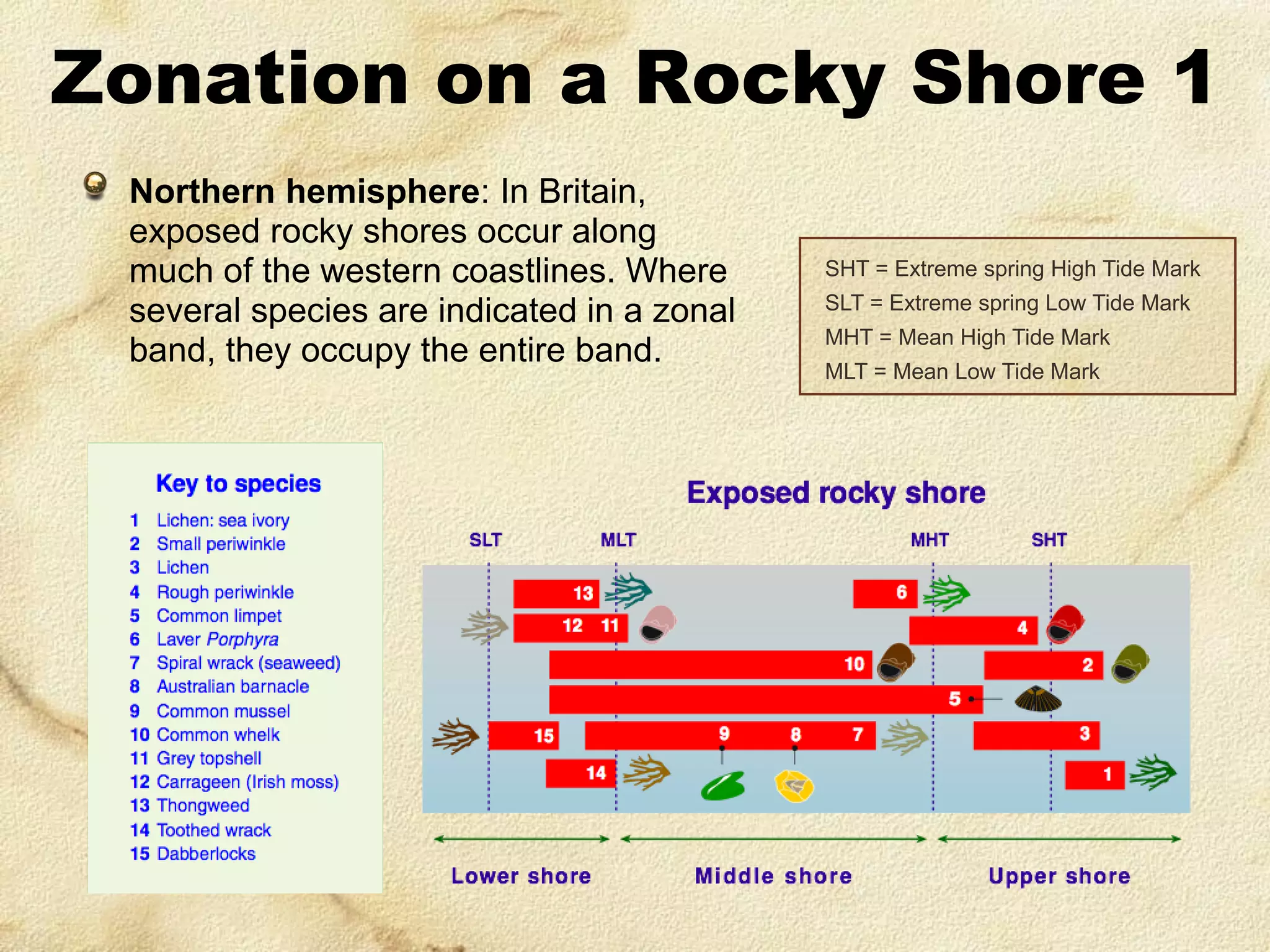 Zonation on a Rocky Shore 1
Northern hemisphere: In Britain,
exposed rocky shores occur along
much of the western coastlines. Where
several species are indicated in a zonal
band, they occupy the entire band.

SHT = Extreme spring High Tide Mark
SLT = Extreme spring Low Tide Mark
MHT = Mean High Tide Mark

MLT = Mean Low Tide Mark

 