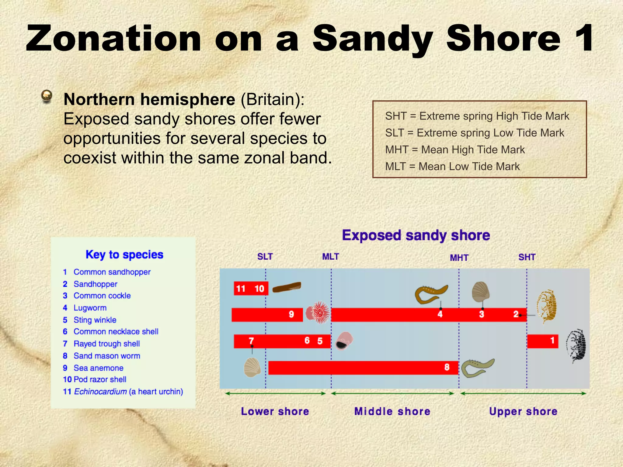 Zonation on a Sandy Shore 1
Northern hemisphere (Britain):
Exposed sandy shores offer fewer
opportunities for several species to
coexist within the same zonal band.

SHT = Extreme spring High Tide Mark
SLT = Extreme spring Low Tide Mark
MHT = Mean High Tide Mark
MLT = Mean Low Tide Mark

 