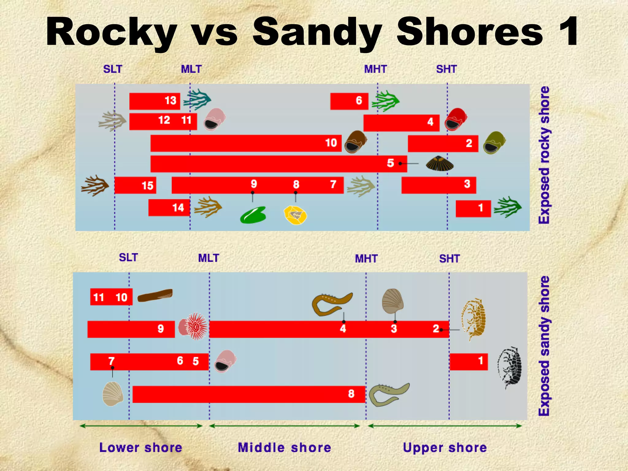 Rocky vs Sandy Shores 1

 