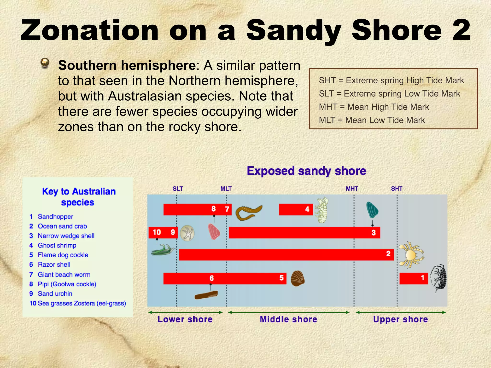 Zonation on a Sandy Shore 2
Southern hemisphere: A similar pattern
to that seen in the Northern hemisphere,
but with Australasian species. Note that
there are fewer species occupying wider
zones than on the rocky shore.

SHT = Extreme spring High Tide Mark
SLT = Extreme spring Low Tide Mark
MHT = Mean High Tide Mark

MLT = Mean Low Tide Mark

 