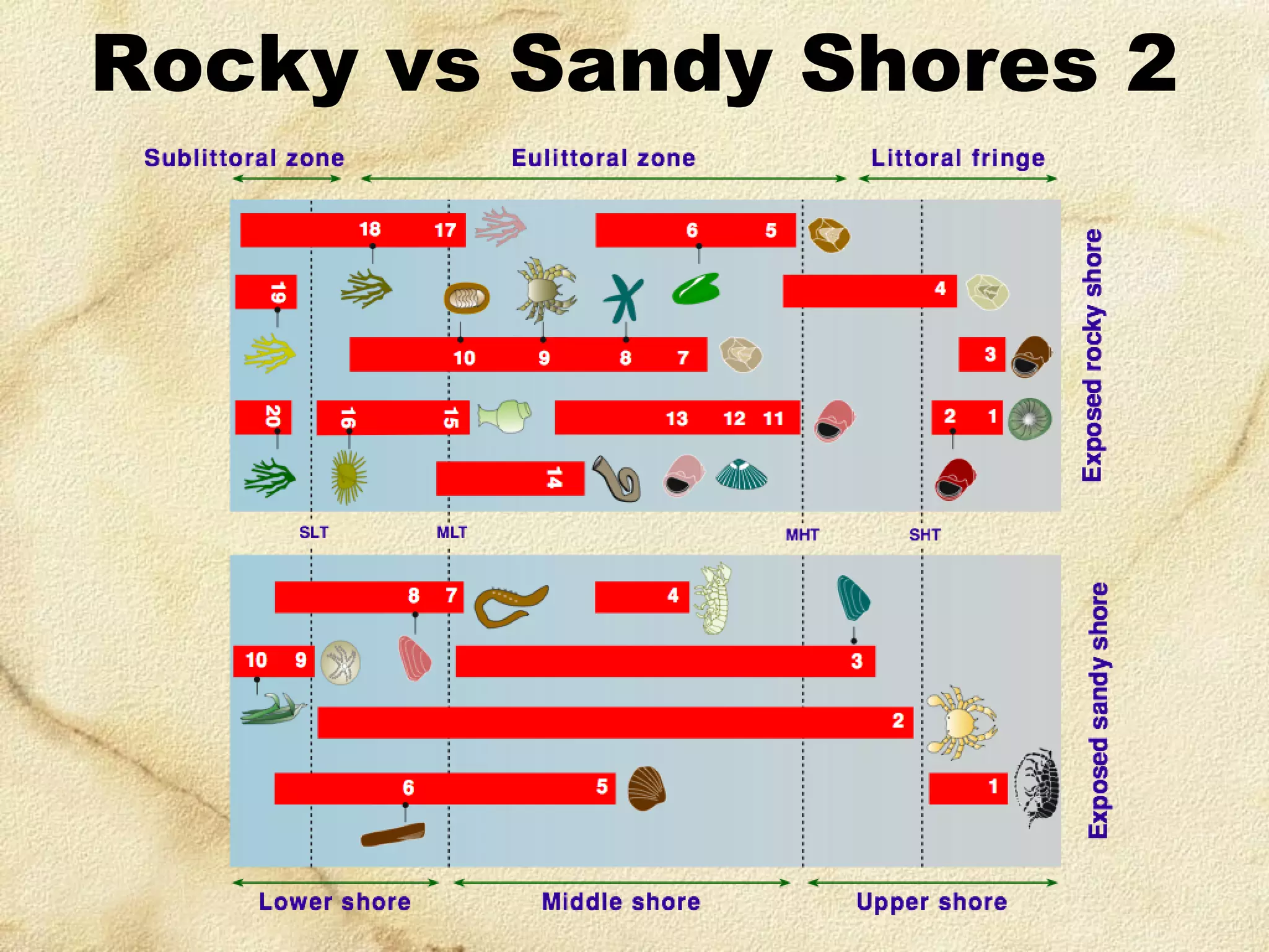 Rocky vs Sandy Shores 2

 