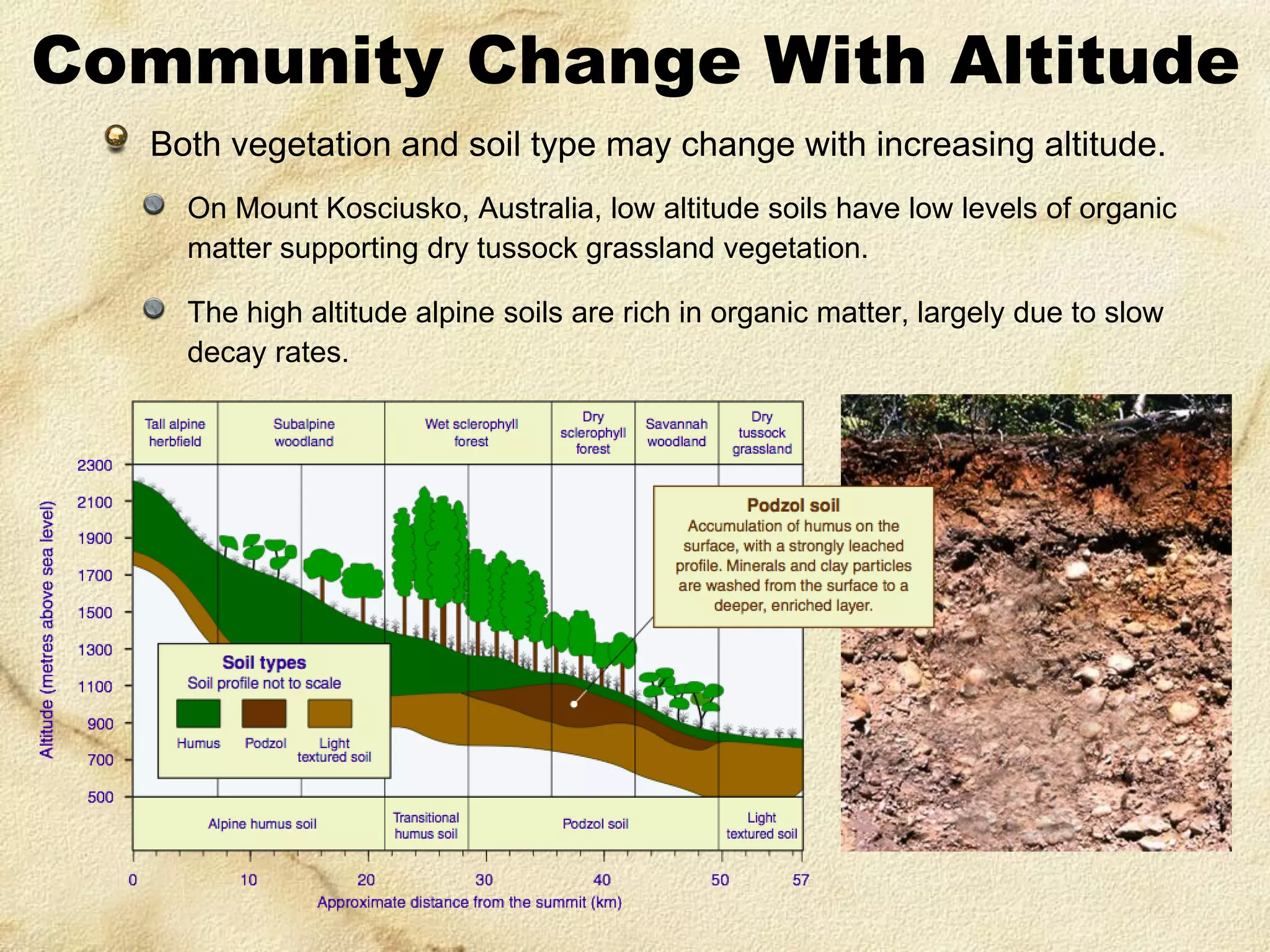 Community Change With Altitude
Both vegetation and soil type may change with increasing altitude.
On Mount Kosciusko, Australia, low altitude soils have low levels of organic
matter supporting dry tussock grassland vegetation.
The high altitude alpine soils are rich in organic matter, largely due to slow
decay rates.

 