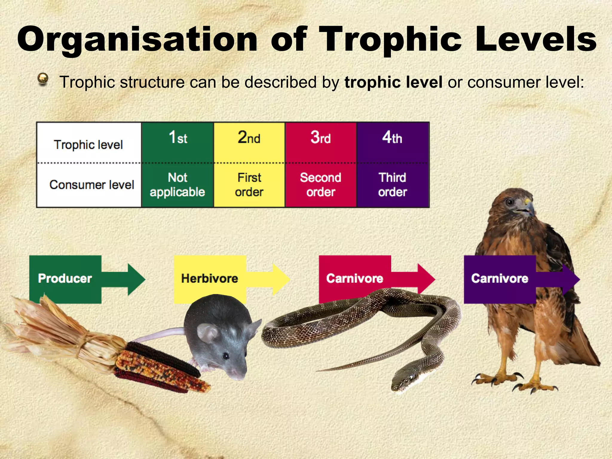 Organisation of Trophic Levels
Trophic structure can be described by trophic level or consumer level:

 