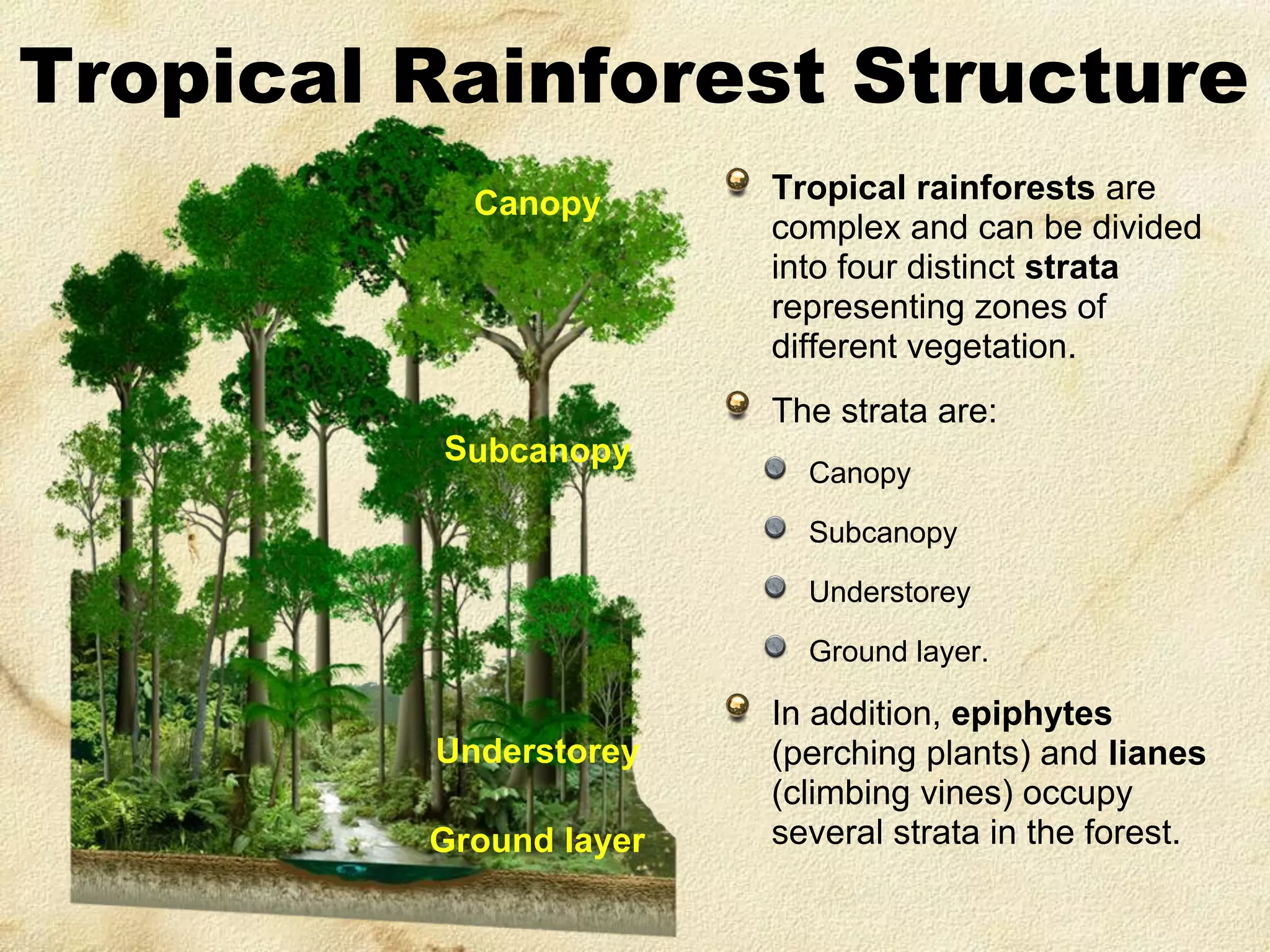 Tropical Rainforest Structure
Canopy

Tropical rainforests are
complex and can be divided
into four distinct strata
representing zones of
different vegetation.
The strata are:

Subcanopy

Canopy
Subcanopy
Understorey
Ground layer.

Understorey
Ground layer

In addition, epiphytes
(perching plants) and lianes
(climbing vines) occupy
several strata in the forest.

 