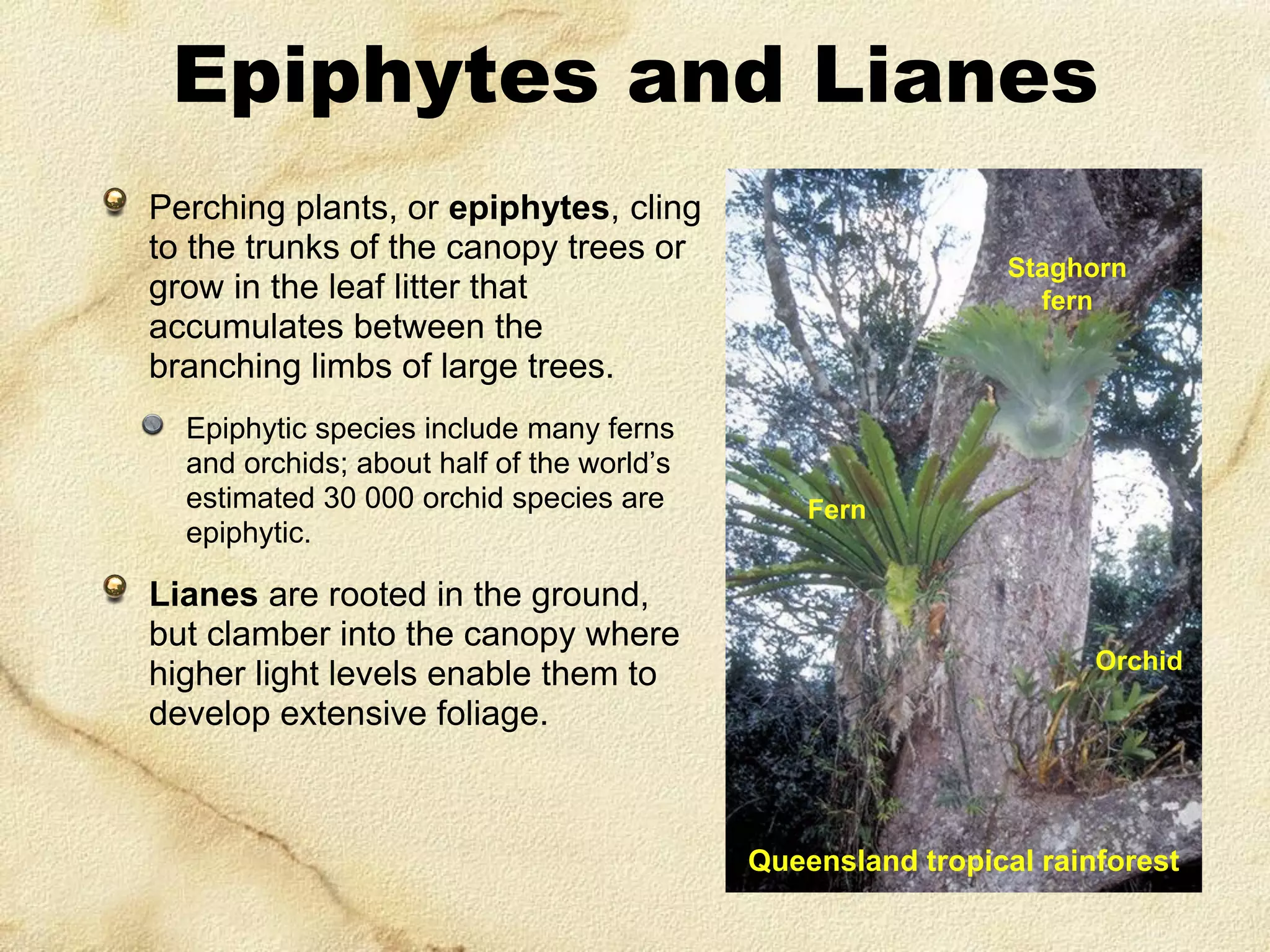 Epiphytes and Lianes
Perching plants, or epiphytes, cling
to the trunks of the canopy trees or
grow in the leaf litter that
accumulates between the
branching limbs of large trees.
Epiphytic species include many ferns
and orchids; about half of the world’s
estimated 30 000 orchid species are
epiphytic.

Lianes are rooted in the ground,
but clamber into the canopy where
higher light levels enable them to
develop extensive foliage.

Staghorn
fern

Fern

Orchid

Queensland tropical rainforest

 