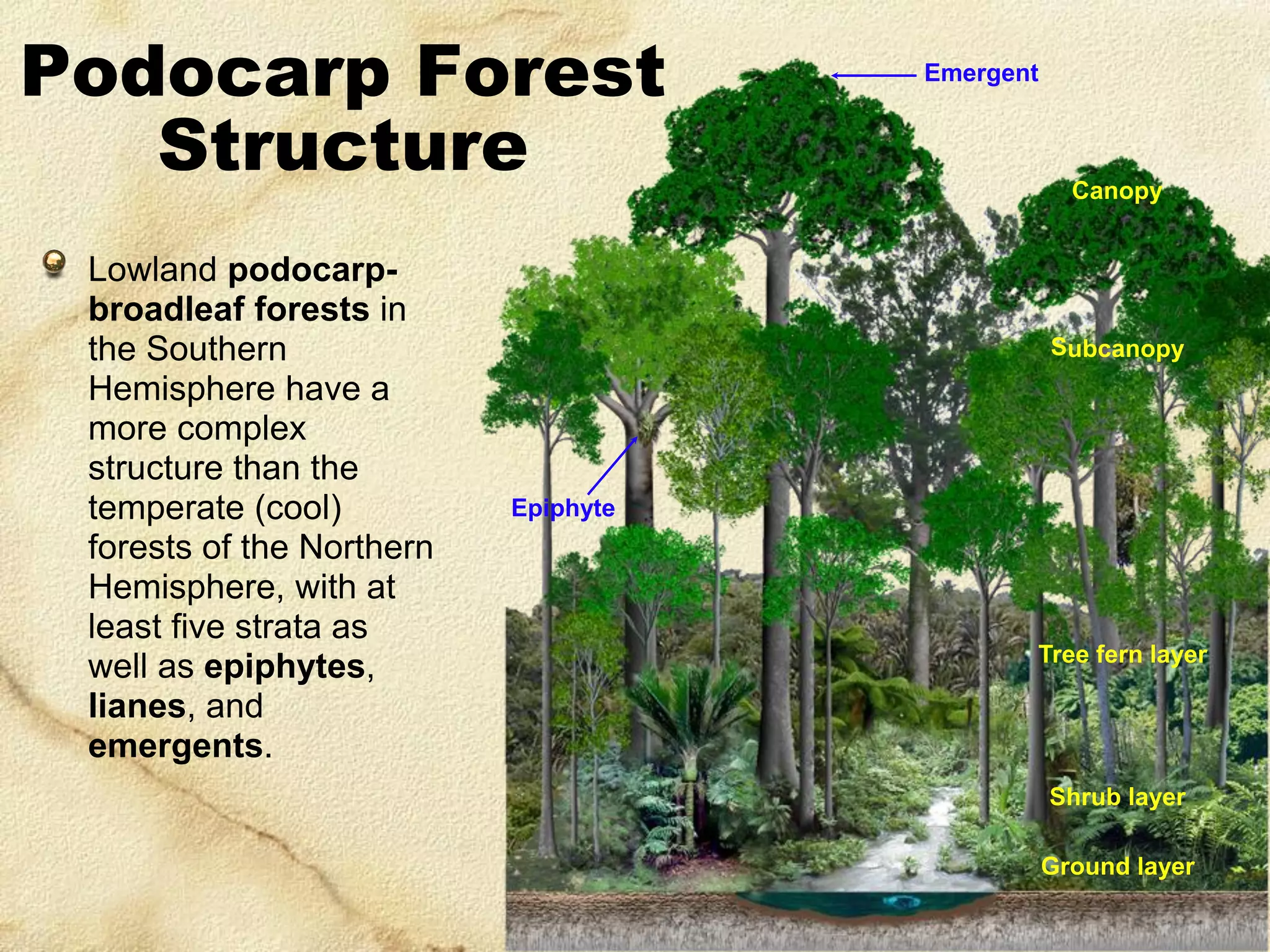 Podocarp Forest
Structure
Lowland podocarpbroadleaf forests in
the Southern
Hemisphere have a
more complex
structure than the
temperate (cool)
forests of the Northern
Hemisphere, with at
least five strata as
well as epiphytes,
lianes, and
emergents.

Emergent

Canopy

Subcanopy

Epiphyte

Tree fern layer

Shrub layer
Ground layer

 