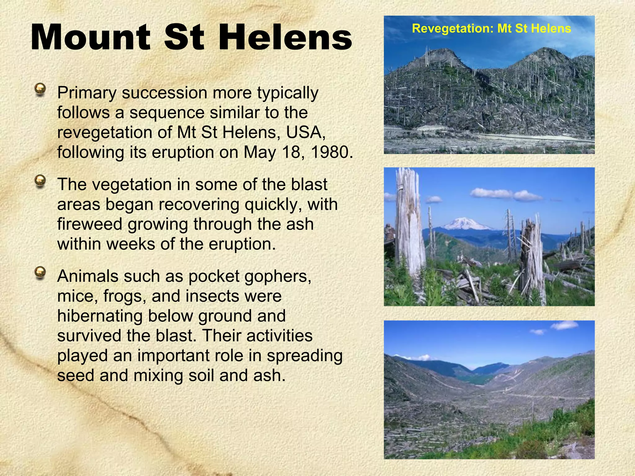 Mount St Helens
Primary succession more typically
follows a sequence similar to the
revegetation of Mt St Helens, USA,
following its eruption on May 18, 1980.

The vegetation in some of the blast
areas began recovering quickly, with
fireweed growing through the ash
within weeks of the eruption.
Animals such as pocket gophers,
mice, frogs, and insects were
hibernating below ground and
survived the blast. Their activities
played an important role in spreading
seed and mixing soil and ash.

Revegetation: Mt St Helens

 