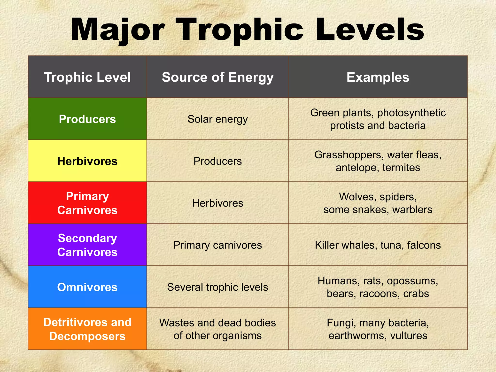 Major Trophic Levels
Trophic Level

Source of Energy

Examples

Producers

Solar energy

Green plants, photosynthetic
protists and bacteria

Herbivores

Producers

Grasshoppers, water fleas,
antelope, termites

Primary
Carnivores

Herbivores

Wolves, spiders,
some snakes, warblers

Secondary
Carnivores

Primary carnivores

Killer whales, tuna, falcons

Omnivores

Several trophic levels

Humans, rats, opossums,
bears, racoons, crabs

Detritivores and
Decomposers

Wastes and dead bodies
of other organisms

Fungi, many bacteria,
earthworms, vultures

 
