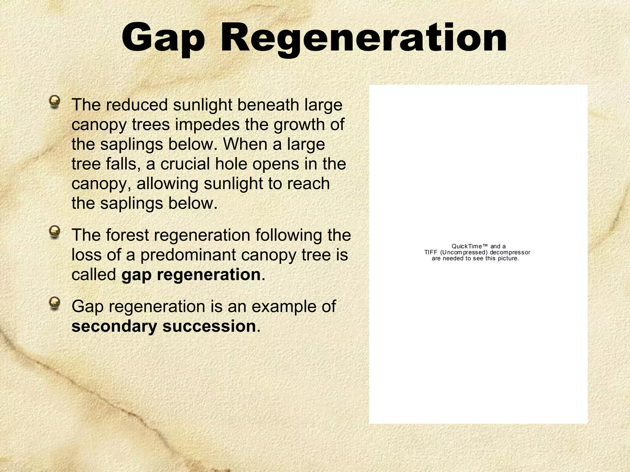 Gap Regeneration
The reduced sunlight beneath large
canopy trees impedes the growth of
the saplings below. When a large
tree falls, a crucial hole opens in the
canopy, allowing sunlight to reach
the saplings below.
The forest regeneration following the
loss of a predominant canopy tree is
called gap regeneration.
Gap regeneration is an example of
secondary succession.

QuickTime™ and a
TIFF (U ncom pressed) decompressor
are needed to see this picture.

 