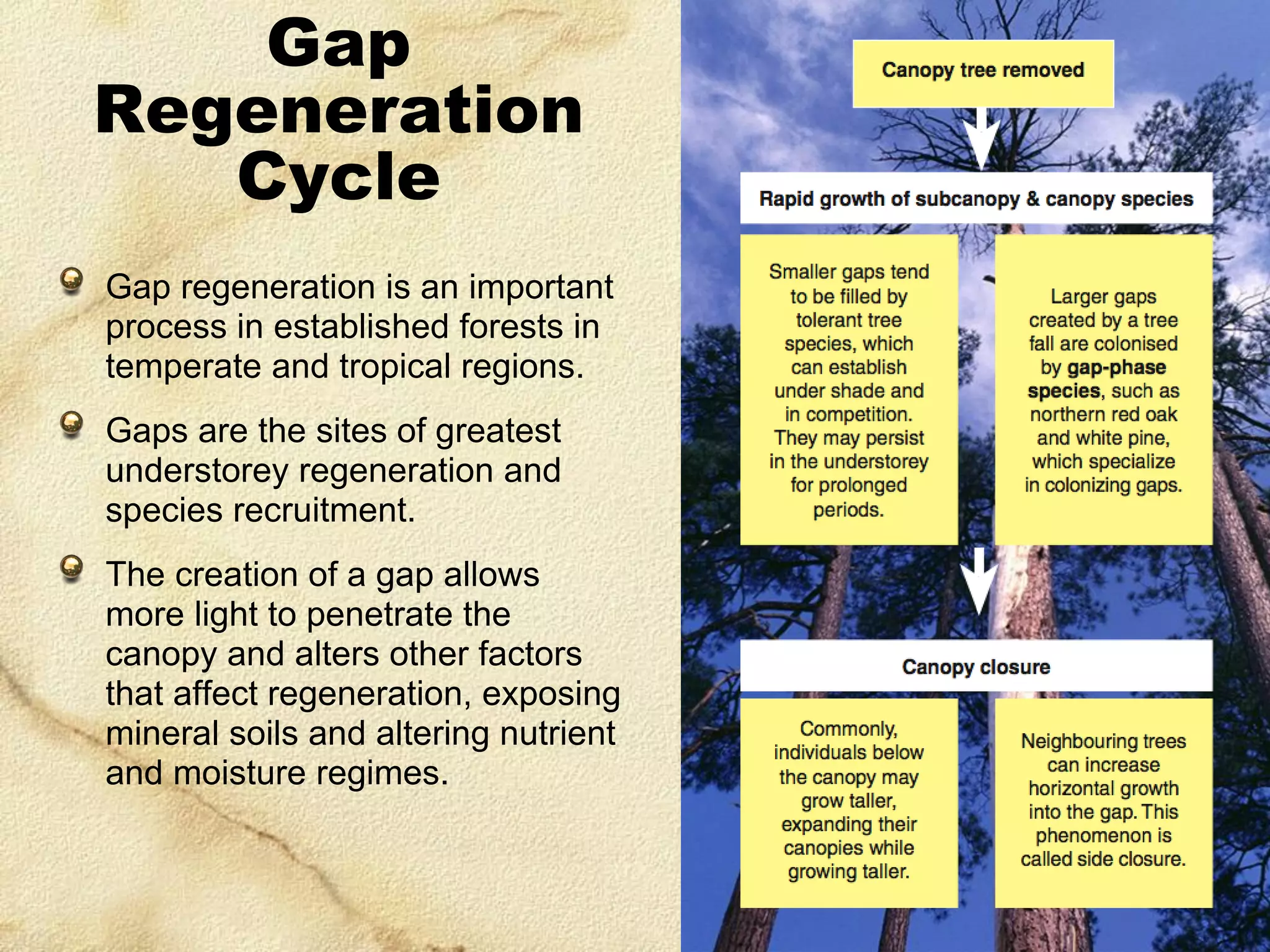 Gap
Regeneration
Cycle
Gap regeneration is an important
process in established forests in
temperate and tropical regions.

Gaps are the sites of greatest
understorey regeneration and
species recruitment.
The creation of a gap allows
more light to penetrate the
canopy and alters other factors
that affect regeneration, exposing
mineral soils and altering nutrient
and moisture regimes.

 