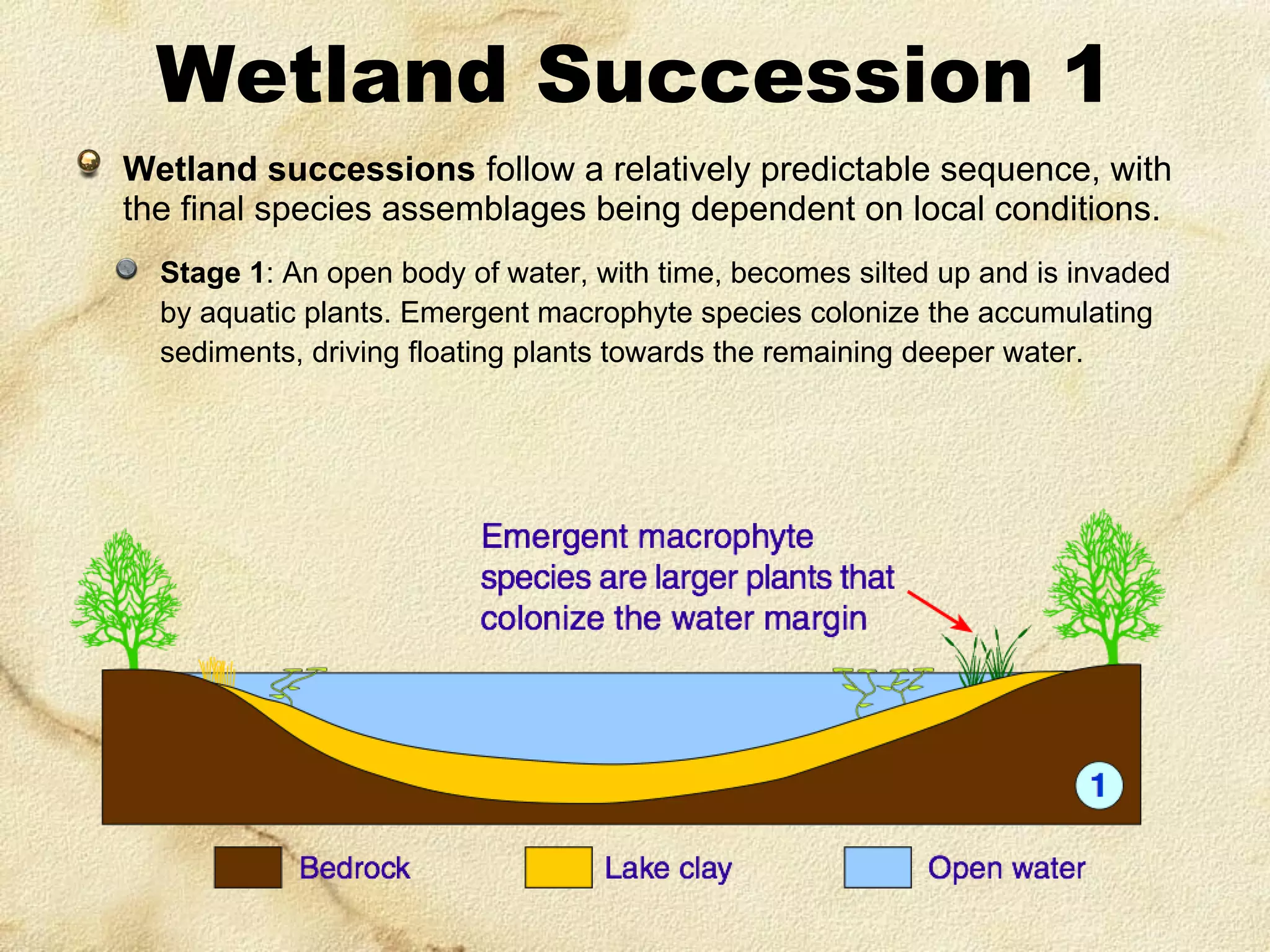 Wetland Succession 1
Wetland successions follow a relatively predictable sequence, with
the final species assemblages being dependent on local conditions.
Stage 1: An open body of water, with time, becomes silted up and is invaded
by aquatic plants. Emergent macrophyte species colonize the accumulating
sediments, driving floating plants towards the remaining deeper water.

 