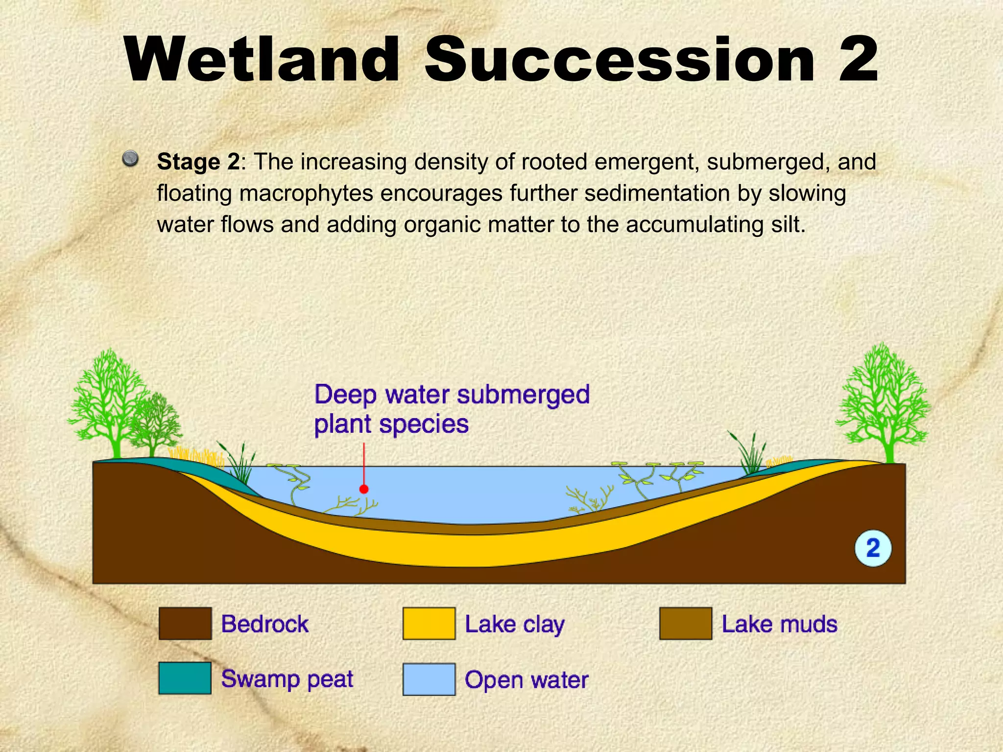 Wetland Succession 2
Stage 2: The increasing density of rooted emergent, submerged, and
floating macrophytes encourages further sedimentation by slowing
water flows and adding organic matter to the accumulating silt.

 