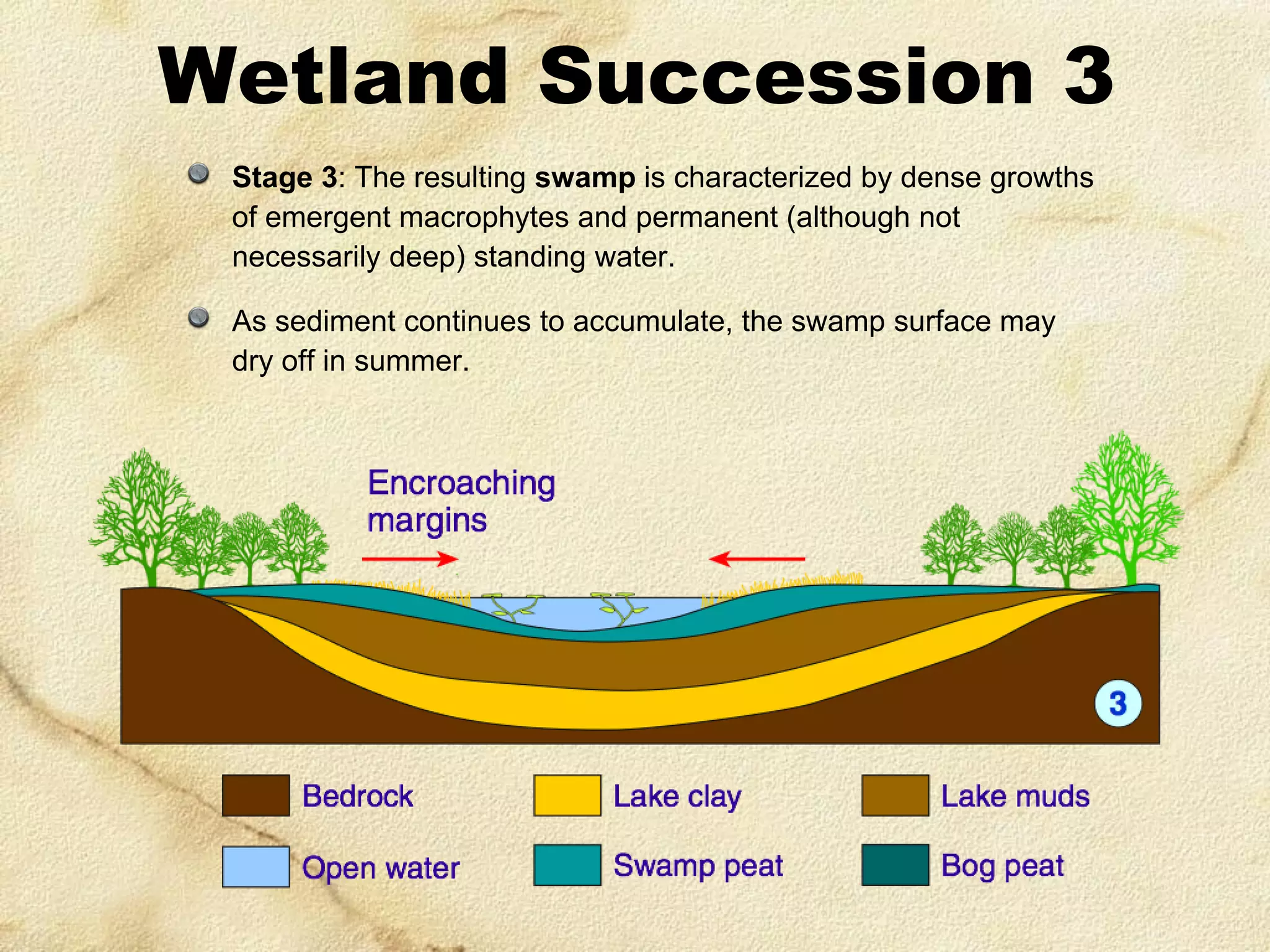 Wetland Succession 3
Stage 3: The resulting swamp is characterized by dense growths
of emergent macrophytes and permanent (although not
necessarily deep) standing water.
As sediment continues to accumulate, the swamp surface may
dry off in summer.

 