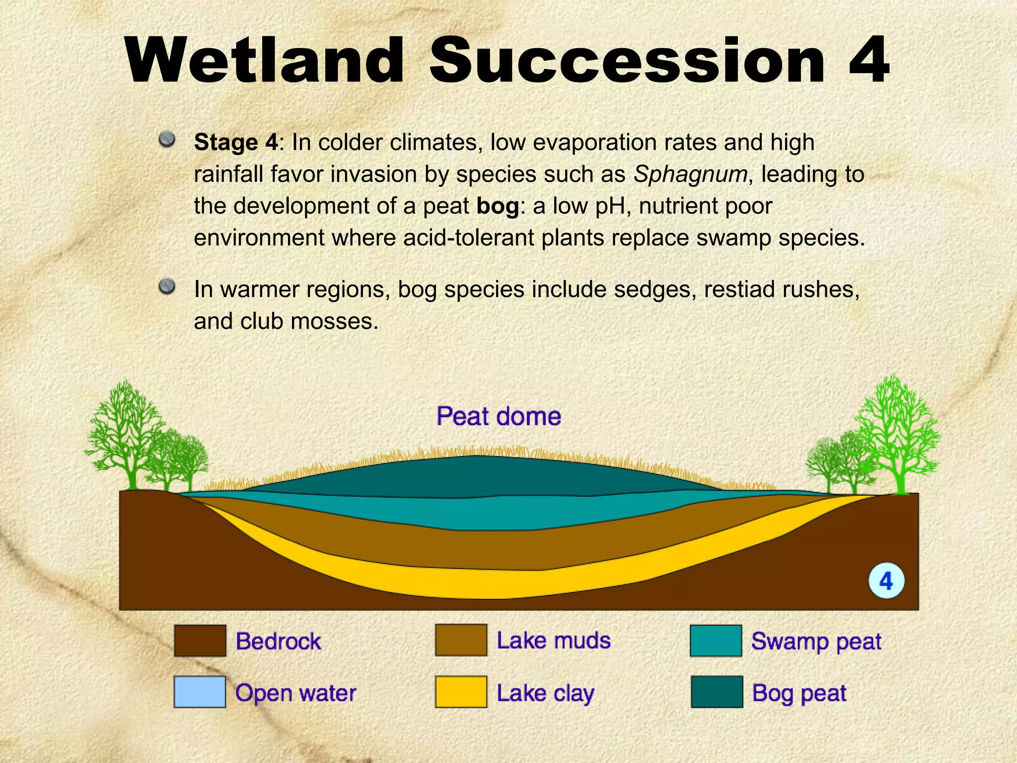 Wetland Succession 4
Stage 4: In colder climates, low evaporation rates and high
rainfall favor invasion by species such as Sphagnum, leading to
the development of a peat bog: a low pH, nutrient poor
environment where acid-tolerant plants replace swamp species.
In warmer regions, bog species include sedges, restiad rushes,
and club mosses.

 