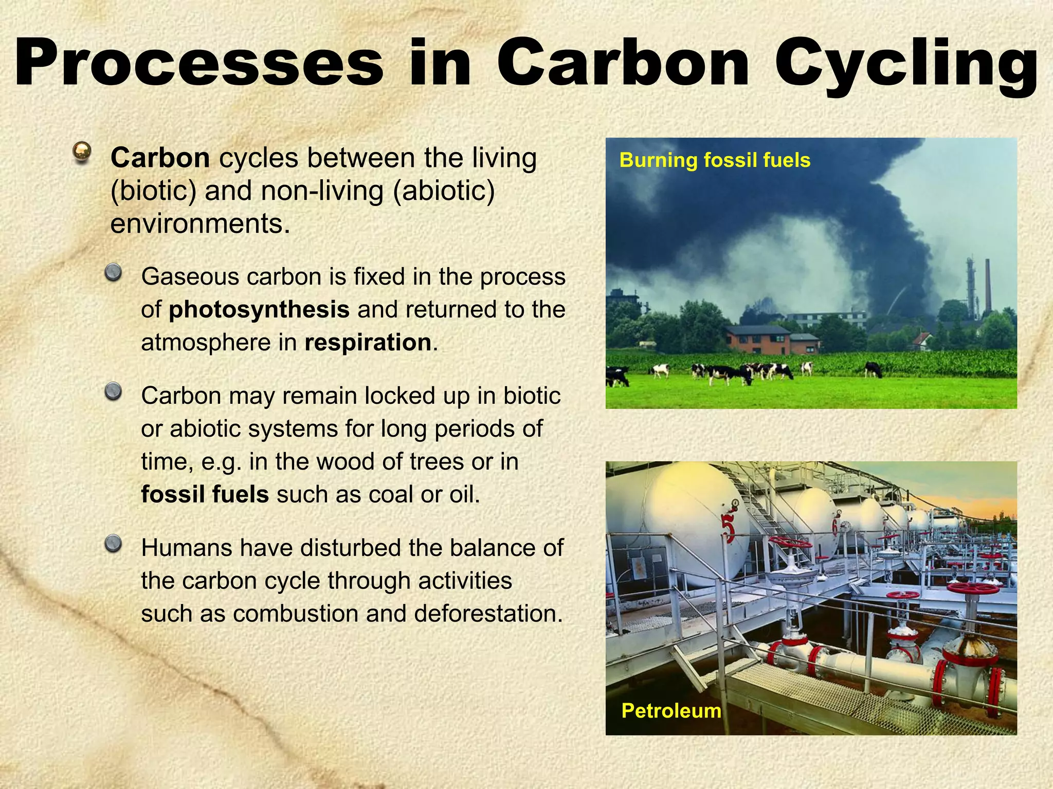 Processes in Carbon Cycling
Carbon cycles between the living
(biotic) and non-living (abiotic)
environments.

Burning fossil fuels

Gaseous carbon is fixed in the process
of photosynthesis and returned to the
atmosphere in respiration.
Carbon may remain locked up in biotic
or abiotic systems for long periods of
time, e.g. in the wood of trees or in
fossil fuels such as coal or oil.
Humans have disturbed the balance of
the carbon cycle through activities
such as combustion and deforestation.

Petroleum

 