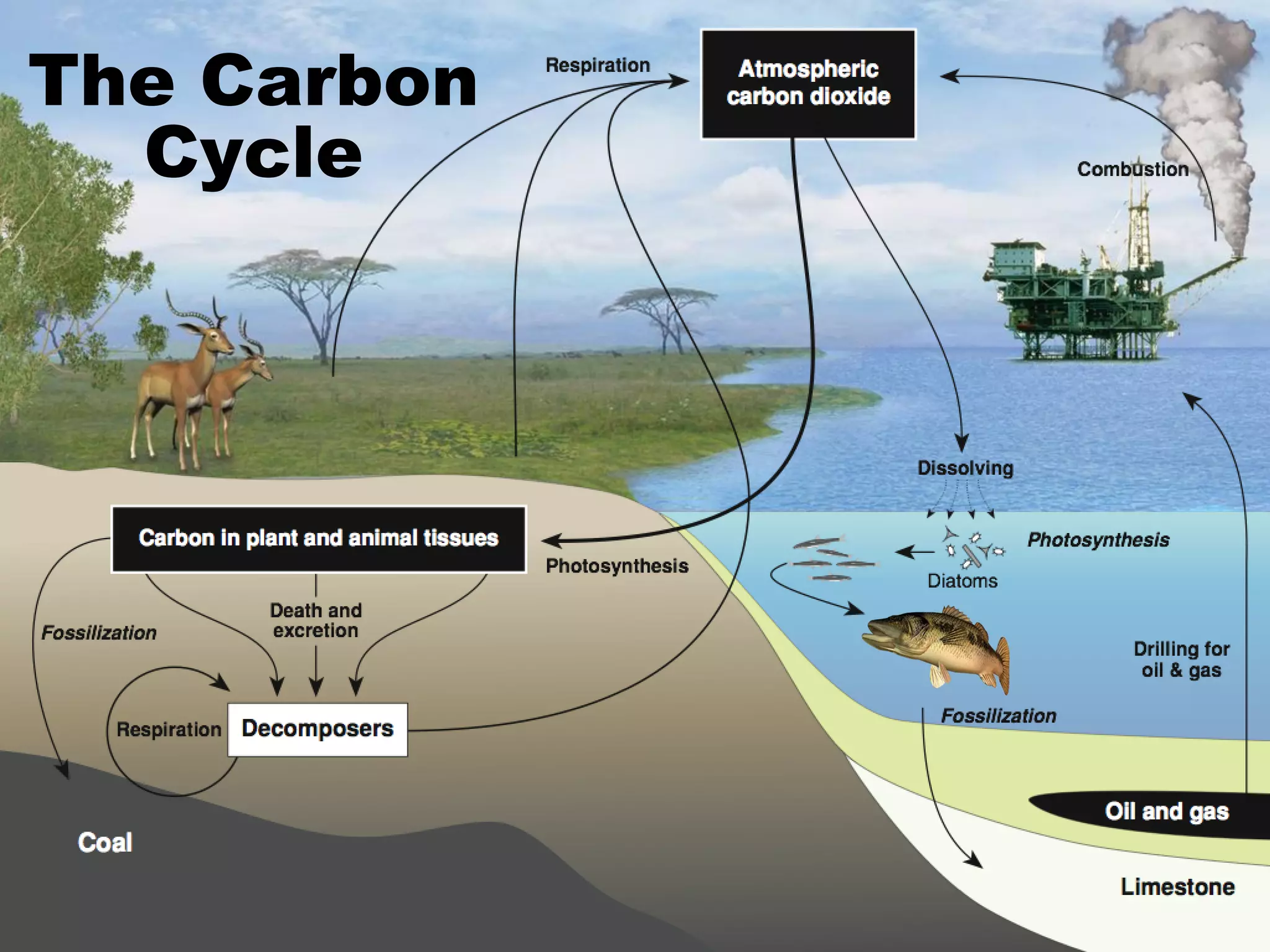 The Carbon
Cycle

 