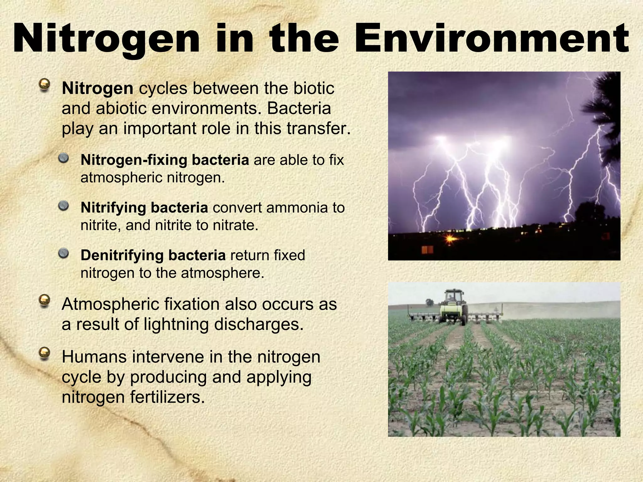 Nitrogen in the Environment
Nitrogen cycles between the biotic
and abiotic environments. Bacteria
play an important role in this transfer.
Nitrogen-fixing bacteria are able to fix
atmospheric nitrogen.
Nitrifying bacteria convert ammonia to
nitrite, and nitrite to nitrate.
Denitrifying bacteria return fixed
nitrogen to the atmosphere.

Atmospheric fixation also occurs as
a result of lightning discharges.
Humans intervene in the nitrogen
cycle by producing and applying
nitrogen fertilizers.

 