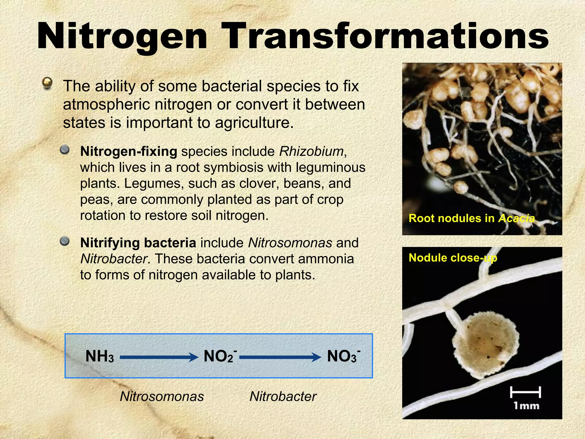 Nitrogen Transformations
The ability of some bacterial species to fix
atmospheric nitrogen or convert it between
states is important to agriculture.
Nitrogen-fixing species include Rhizobium,
which lives in a root symbiosis with leguminous
plants. Legumes, such as clover, beans, and
peas, are commonly planted as part of crop
rotation to restore soil nitrogen.
Nitrifying bacteria include Nitrosomonas and
Nitrobacter. These bacteria convert ammonia
to forms of nitrogen available to plants.

NH3

NO2
Nitrosomonas

-

NO3
Nitrobacter

-

Root nodules in Acacia

Nodule close-up

 