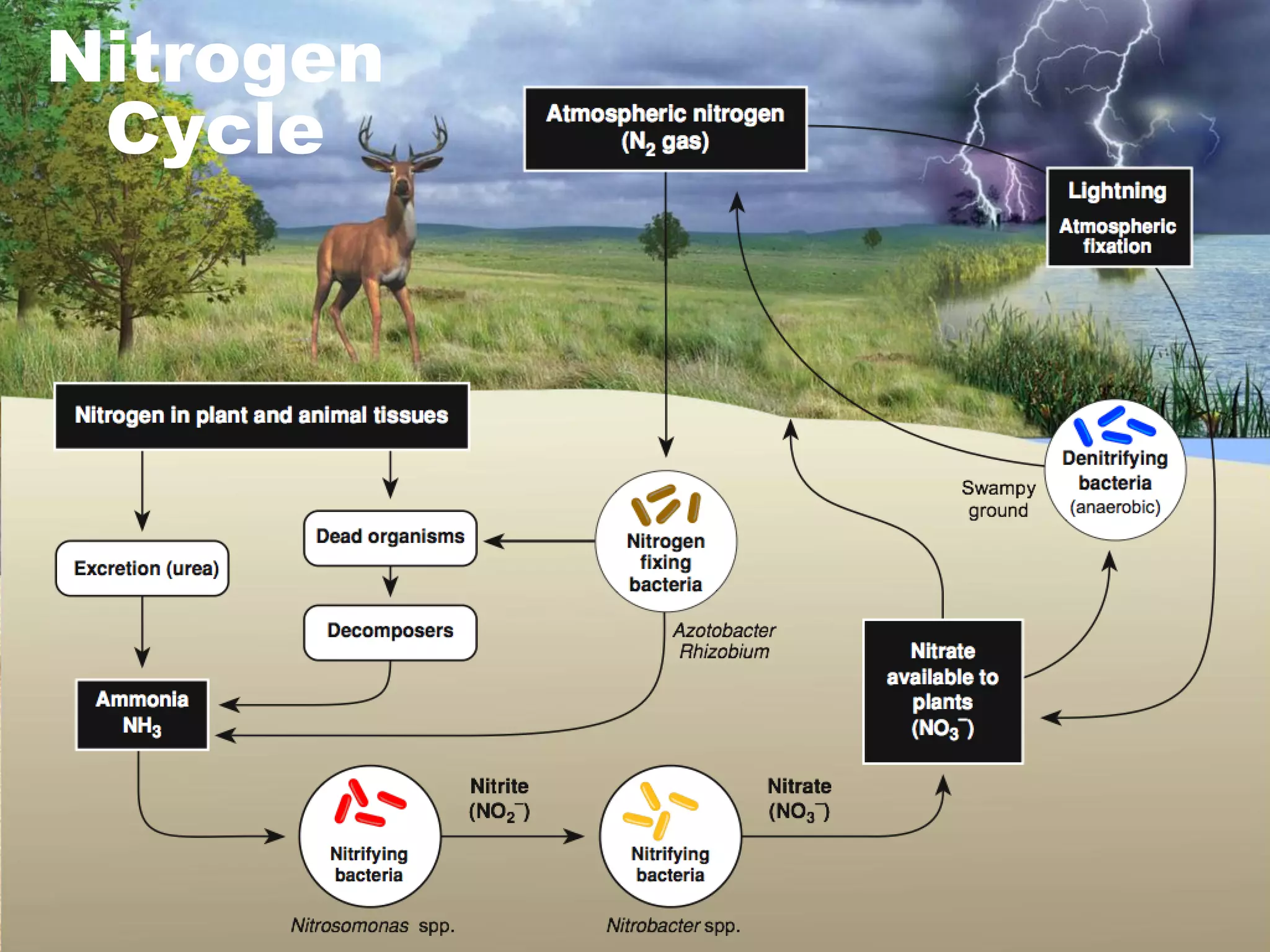 Nitrogen
Cycle

 